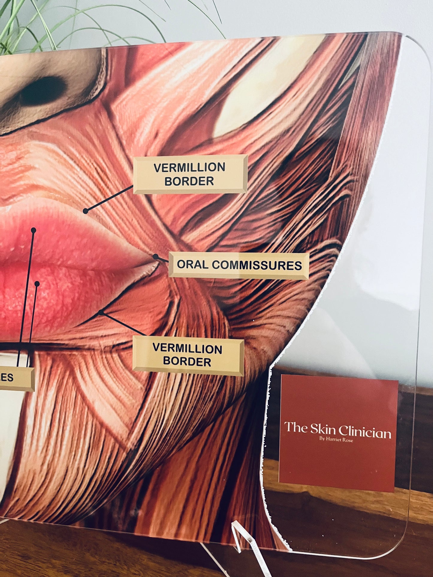 LIP ANATOMY Aesthetics Training Academy / Consultation. Botox & Filler