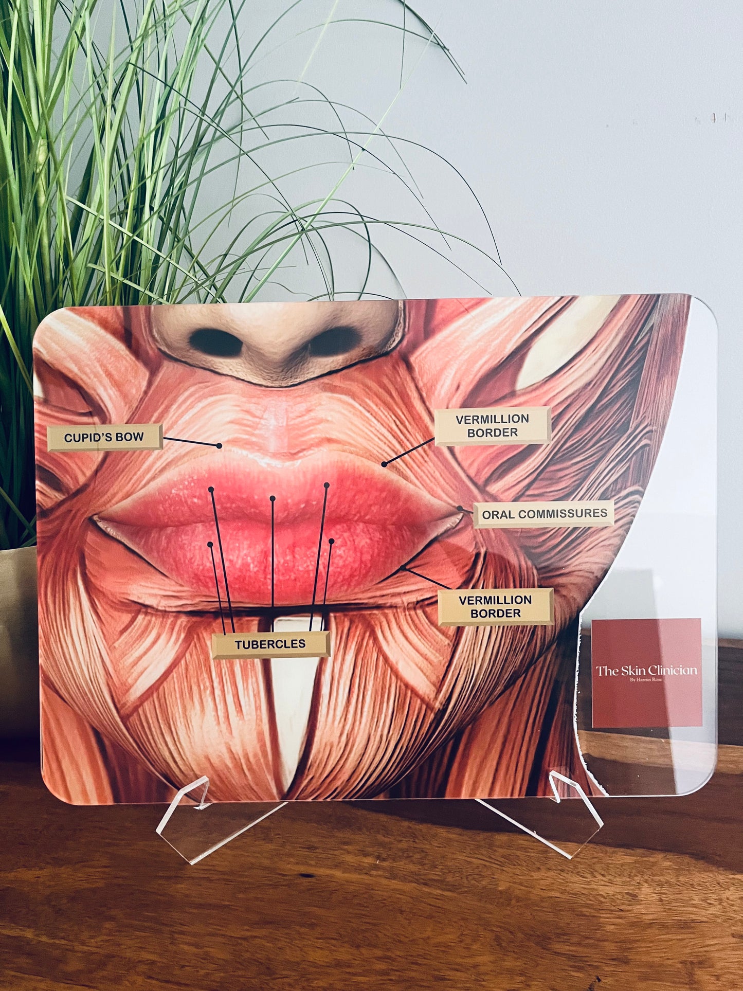 LIP ANATOMY Aesthetics Training Academy / Consultation. Botox & Filler