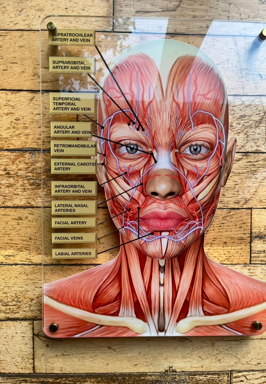 WALL ART Facial Anatomy Graphic for Facial Muscles or Veins. Botox & Filler