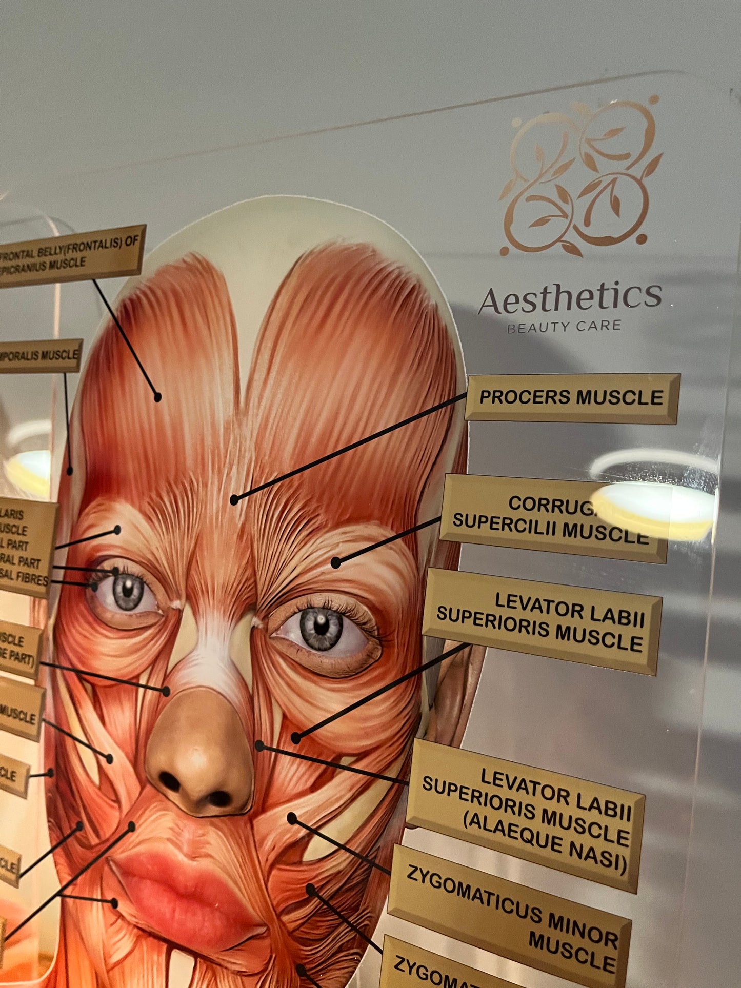 Aesthetics Training Academy / Consultation Facial Anatomy Graphic for Facial Muscles