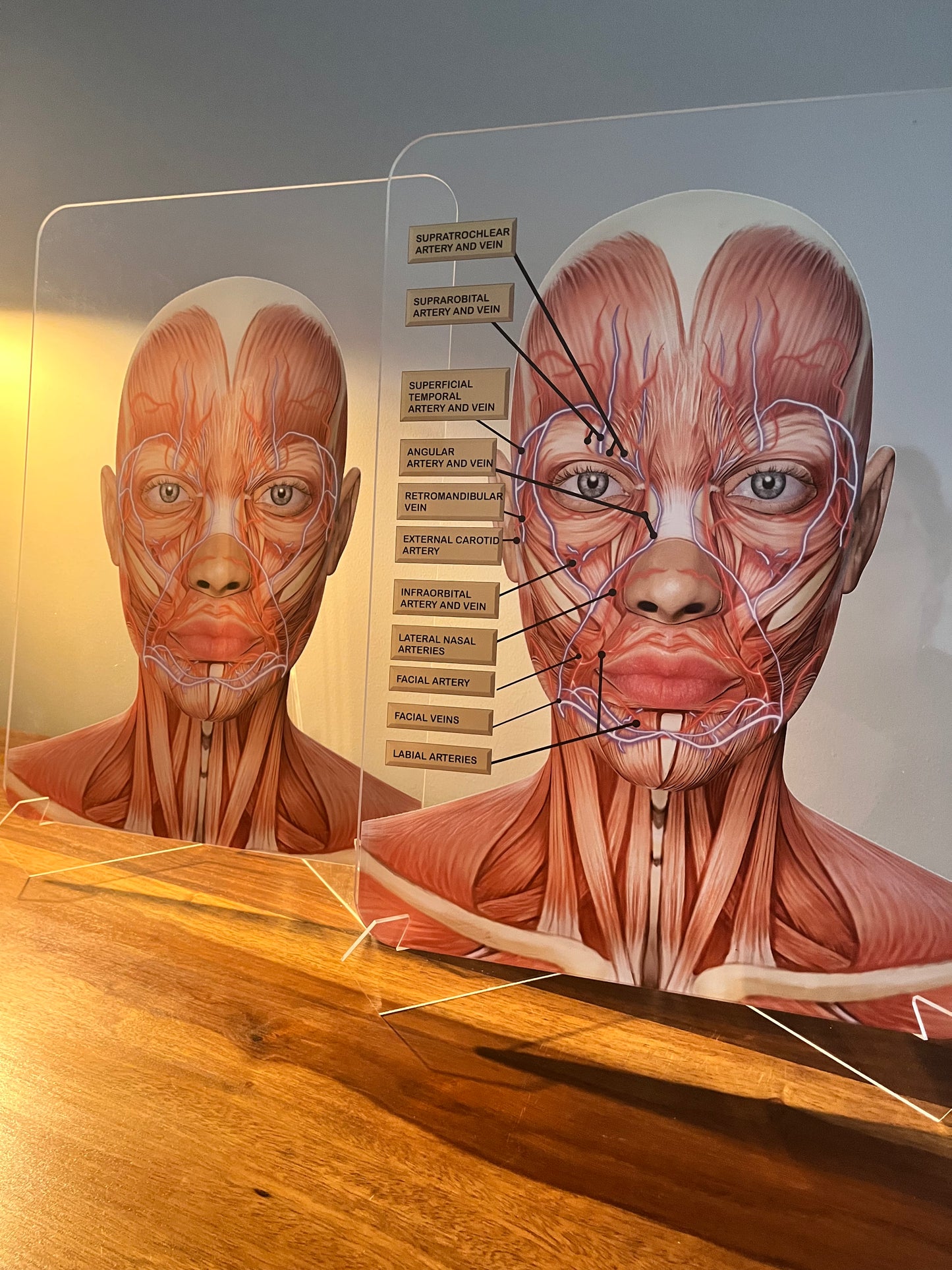 Aesthetics Training Academy / Consultation Facial Anatomy Graphic for Veins And Arteries. Botox & Filler