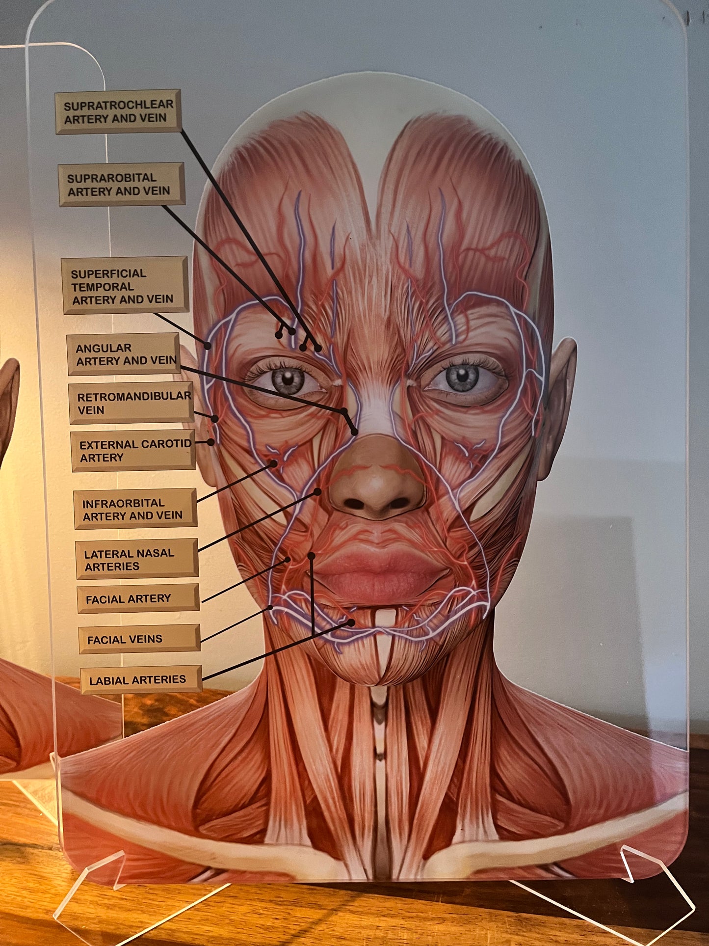 Aesthetics Training Academy / Consultation Facial Anatomy Graphic for Veins And Arteries. Botox & Filler