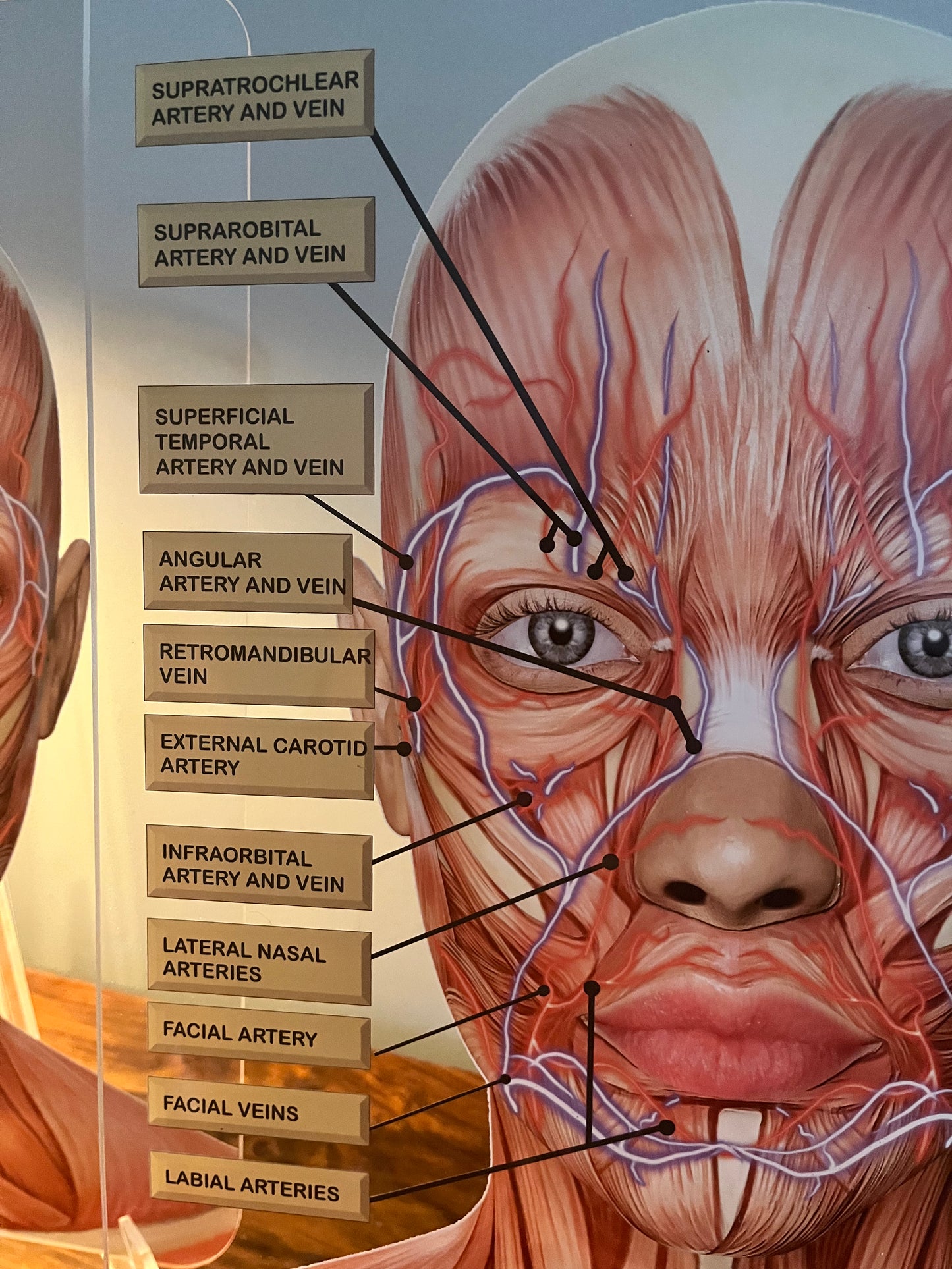 Aesthetics Training Academy / Consultation Facial Anatomy Graphic for Veins And Arteries. Botox & Filler