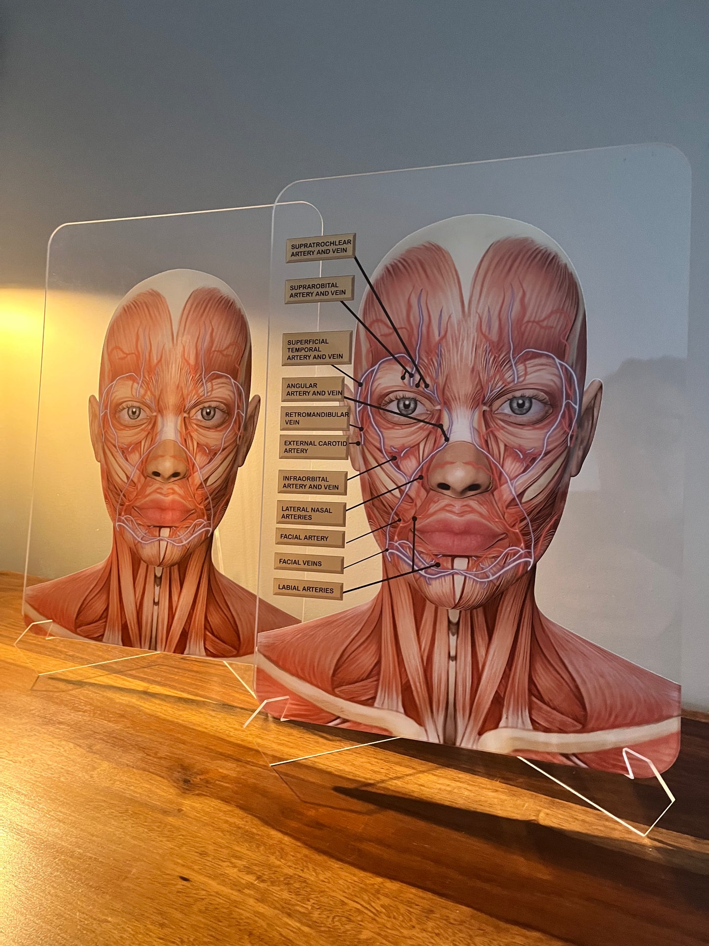Aesthetics Training Academy / Consultation Facial Anatomy Graphic for Veins And Arteries. Botox & Filler