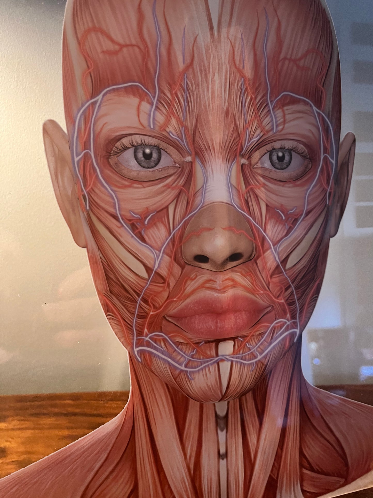 Aesthetics Training Academy / Consultation Facial Anatomy Graphic for Veins And Arteries. Botox & Filler