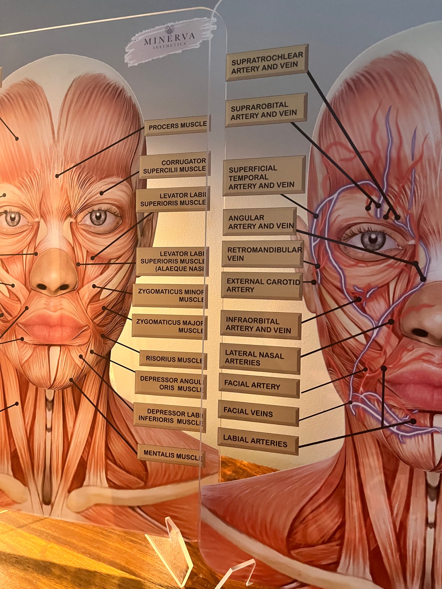 BUNDLE OFFER - Set of 2 - Muscles + Veins & Arteries - Aesthetics, Consultation Facial Anatomy Graphic.