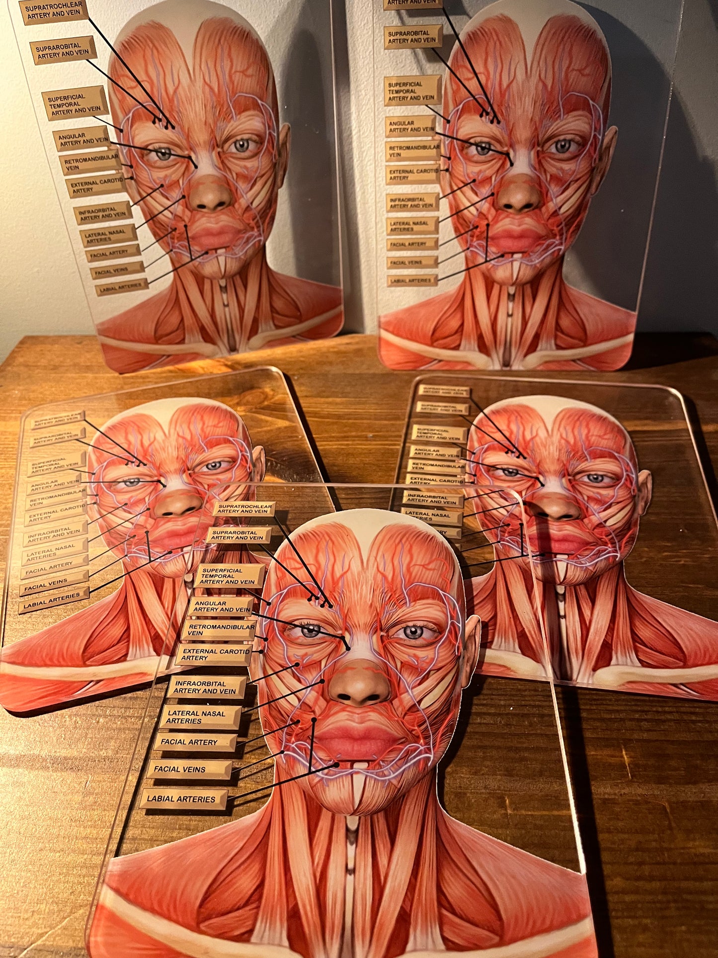 MINI's - Aesthetics Training Academy / Consultation Facial Anatomy Graphic for Veins And Arteries. Botox & Filler