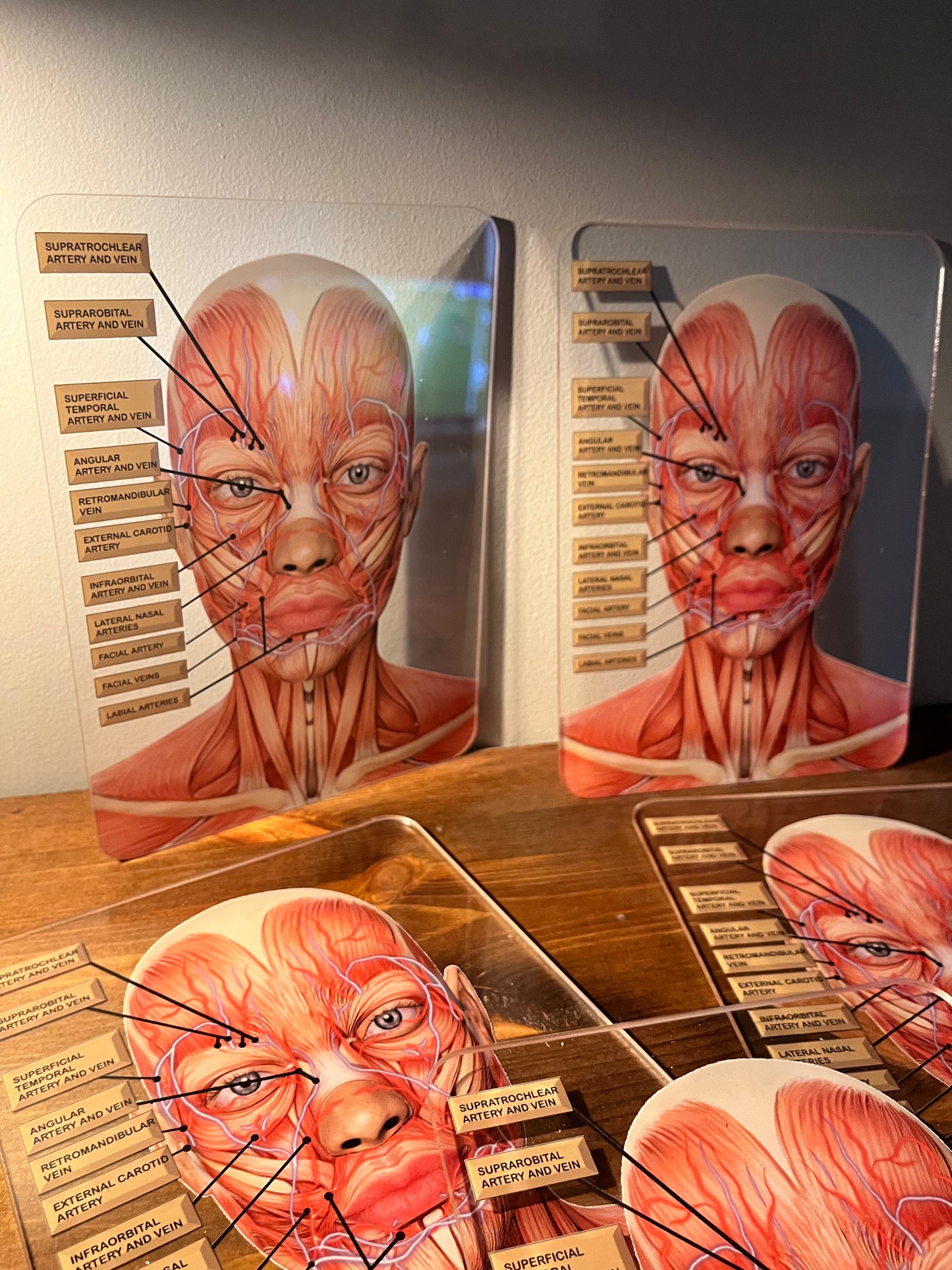 MINI's - Aesthetics Training Academy / Consultation Facial Anatomy Graphic for Veins And Arteries. Botox & Filler