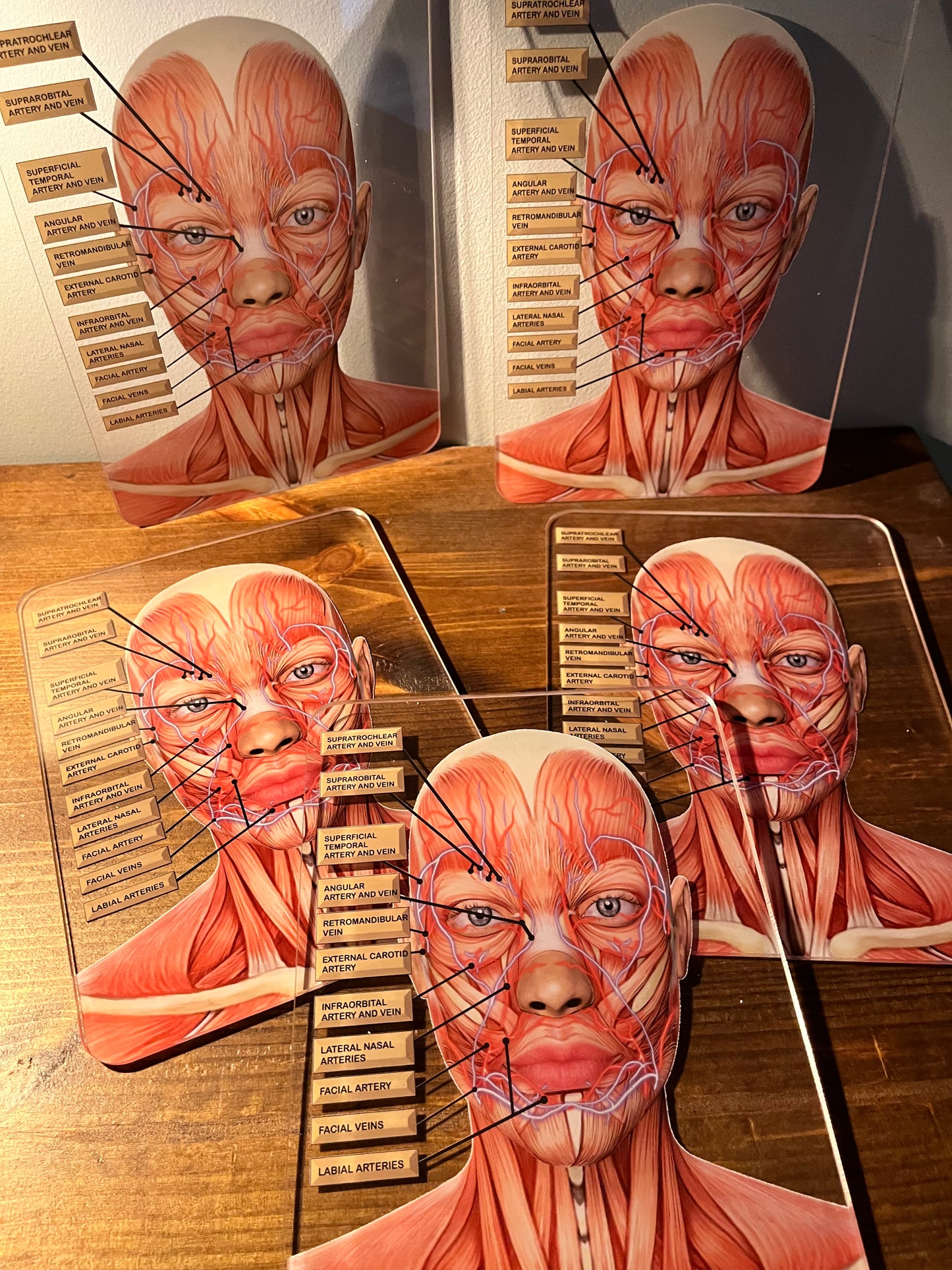 MINI's - Aesthetics Training Academy / Consultation Facial Anatomy Graphic for Veins And Arteries. Botox & Filler
