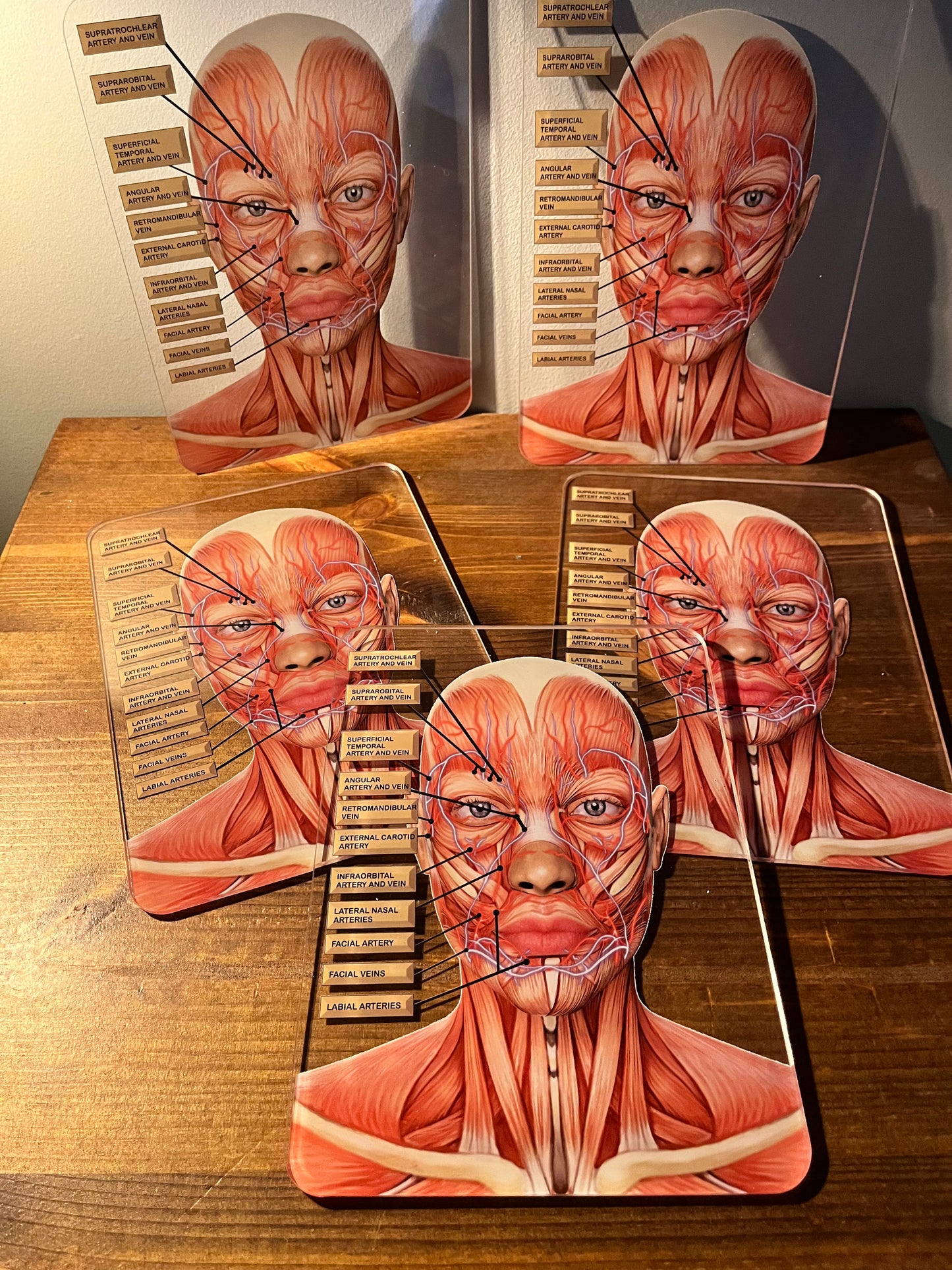 MINI's - Aesthetics Training Academy / Consultation Facial Anatomy Graphic for Veins And Arteries. Botox & Filler