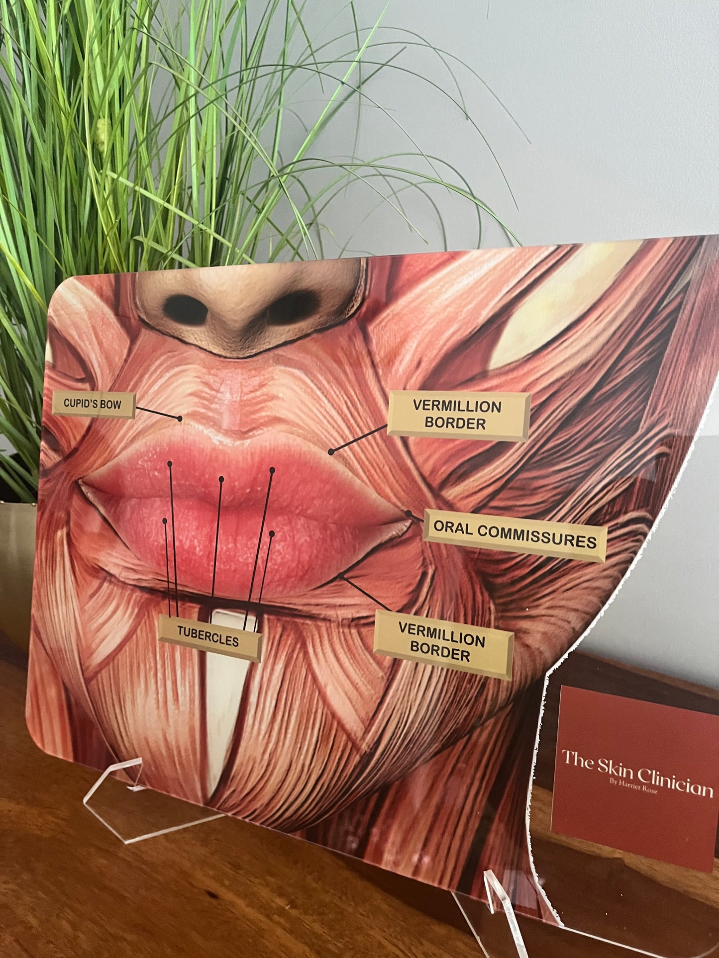 LIP ANATOMY Aesthetics Training Academy / Consultation. Botox & Filler