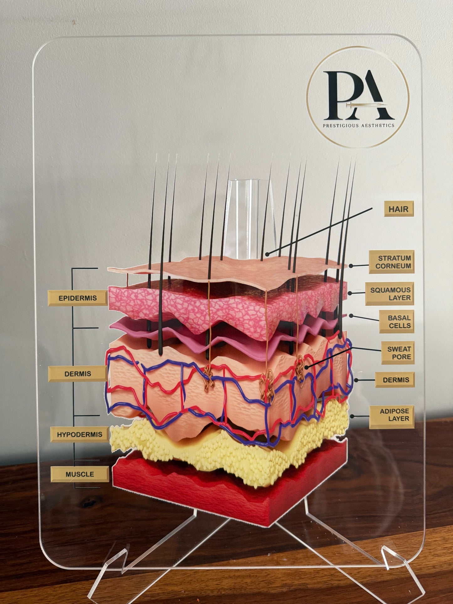 Skin Anatomy Graphic