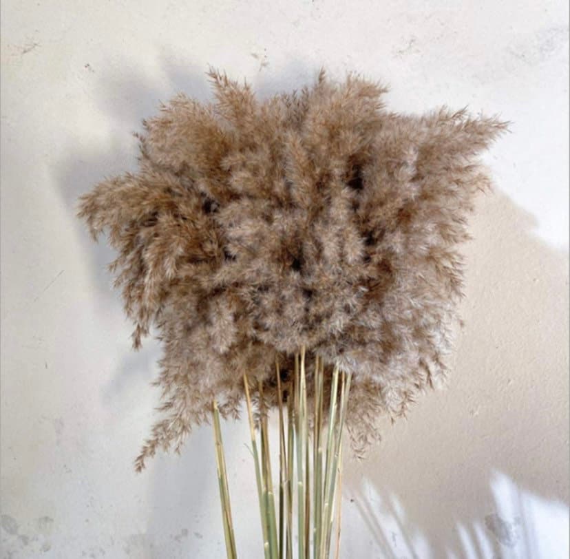 Pampas grass 20 stems - free postage