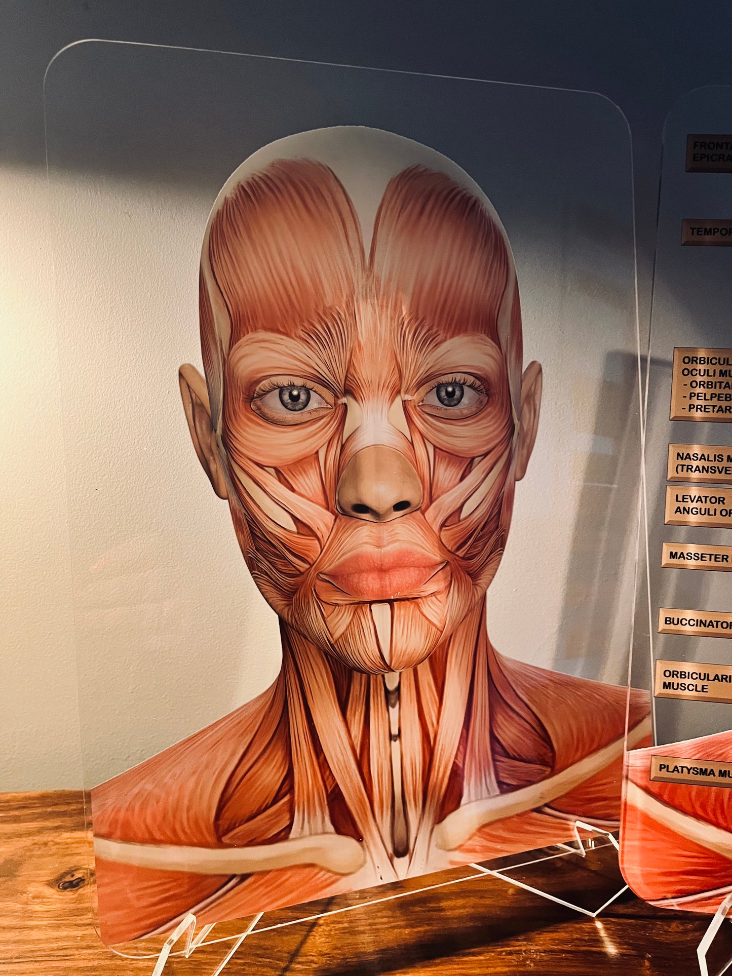 Aesthetics Training Academy / Consultation Facial Anatomy Graphic for Facial Muscles