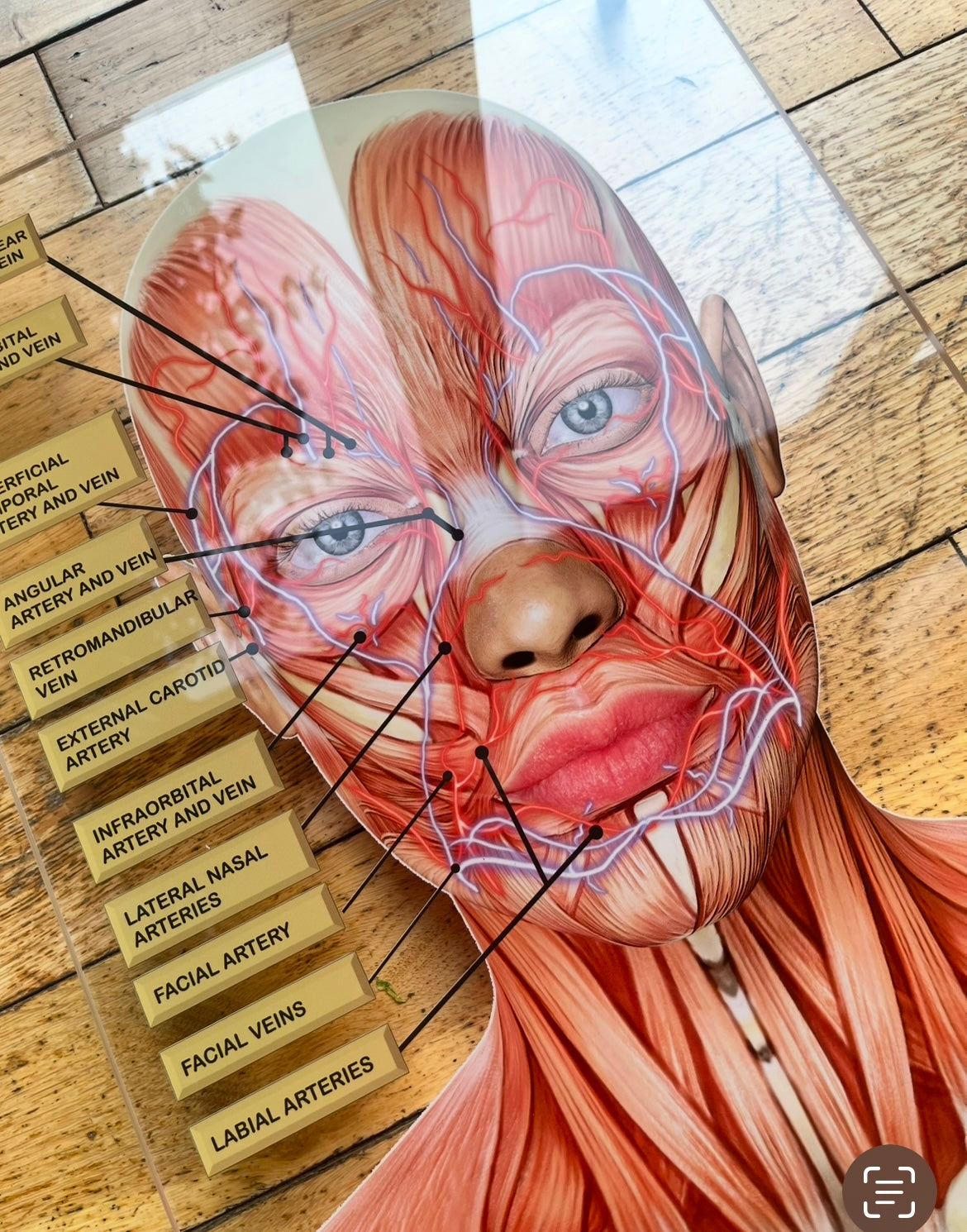 WALL ART Facial Anatomy Graphic for Facial Muscles or Veins.  Botox & Filler