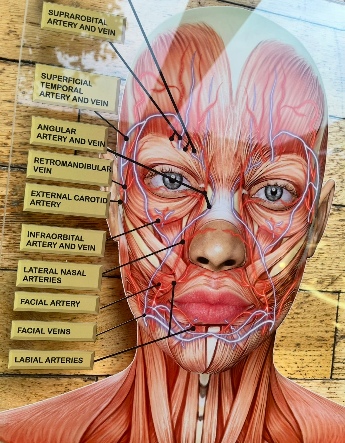 WALL ART Facial Anatomy Graphic for Facial Muscles or Veins.  Botox & Filler