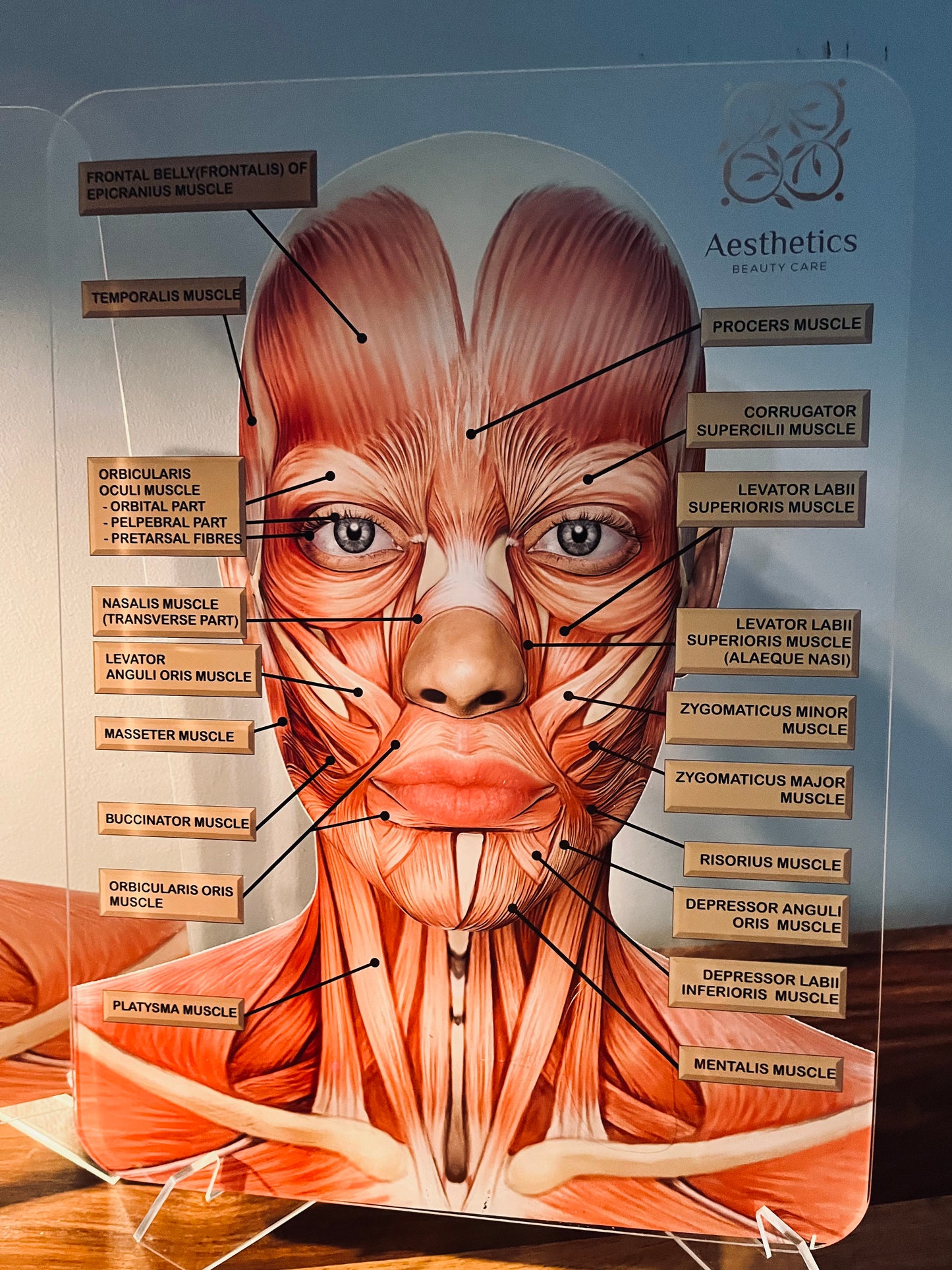 Aesthetics Training Academy / Consultation Facial Anatomy Graphic for Facial Muscles