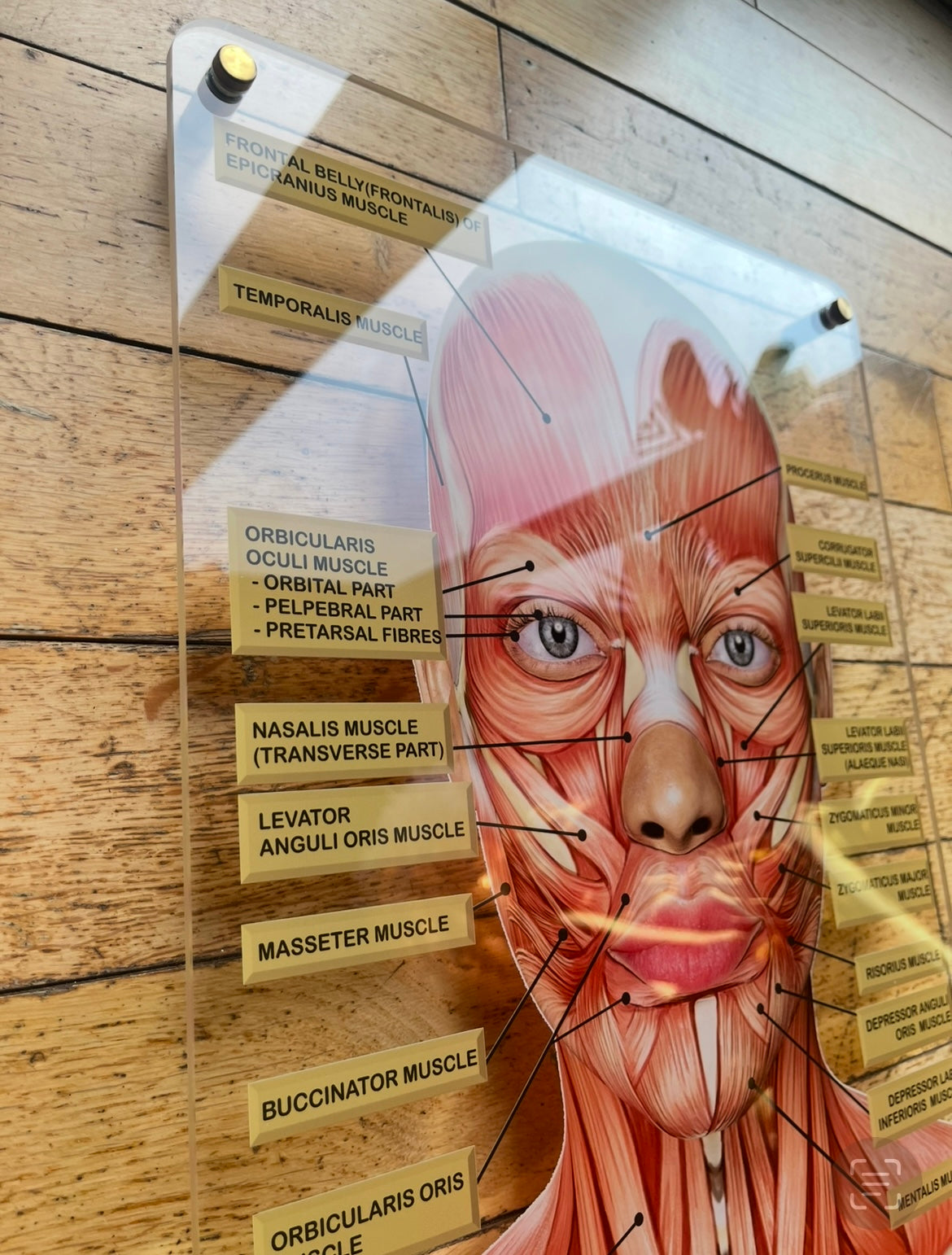 WALL ART Facial Anatomy Graphic for Facial Muscles or Veins.  Botox & Filler