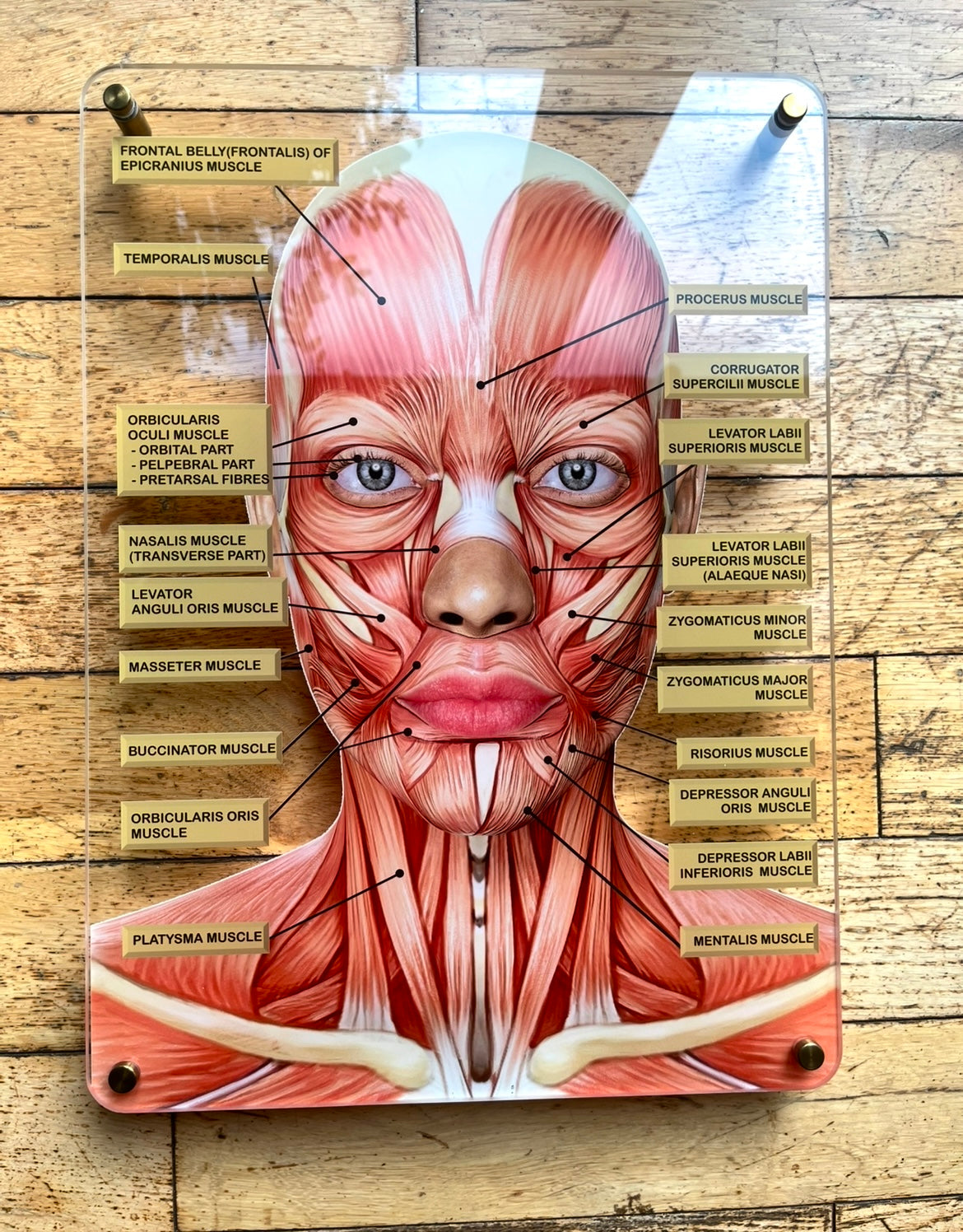 WALL ART Facial Anatomy Graphic for Facial Muscles or Veins.  Botox & Filler