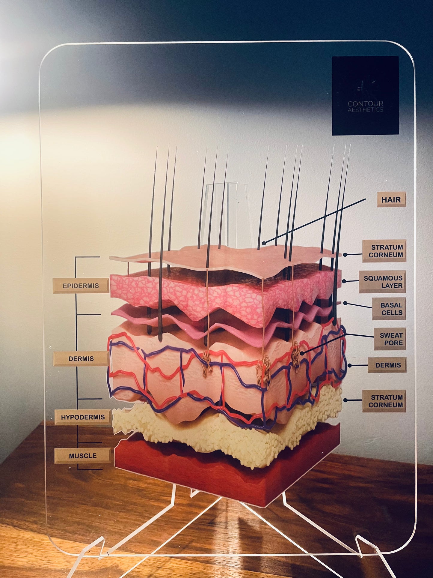 Skin Anatomy Graphic