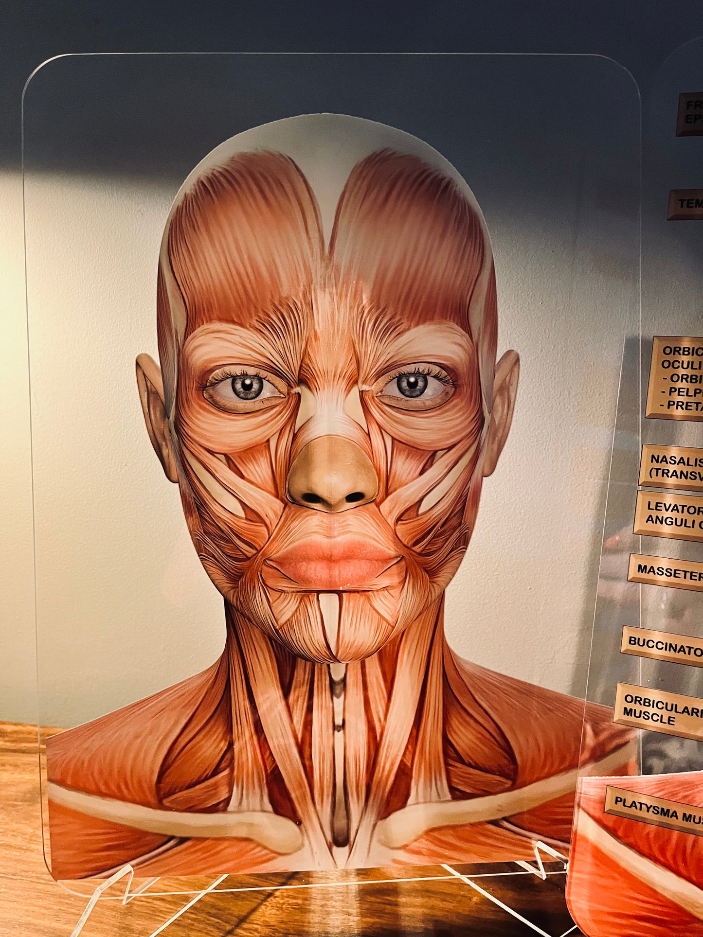 Aesthetics Training Academy / Consultation Facial Anatomy Graphic for Facial Muscles