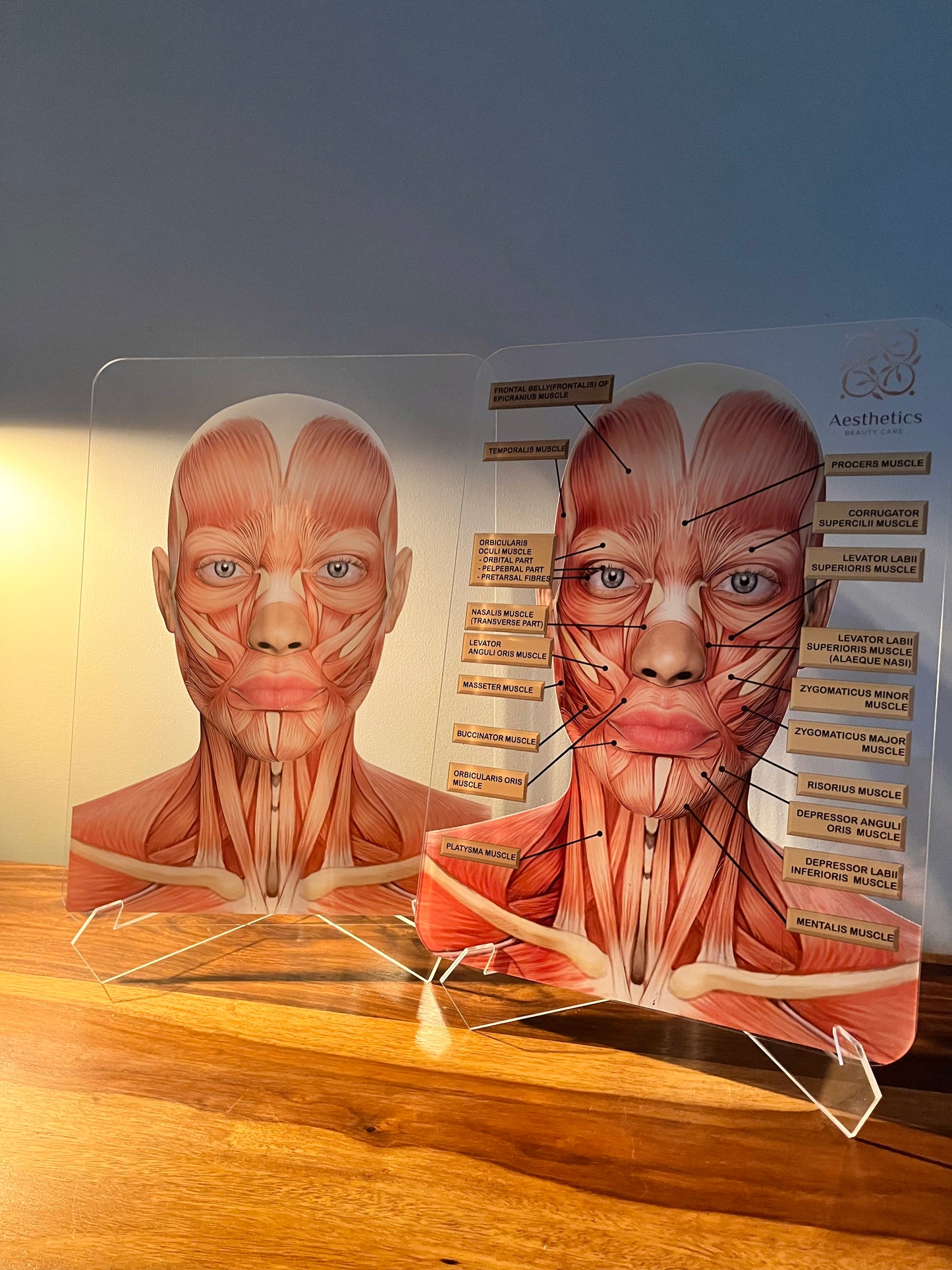 Aesthetics Training Academy / Consultation Facial Anatomy Graphic for Facial Muscles