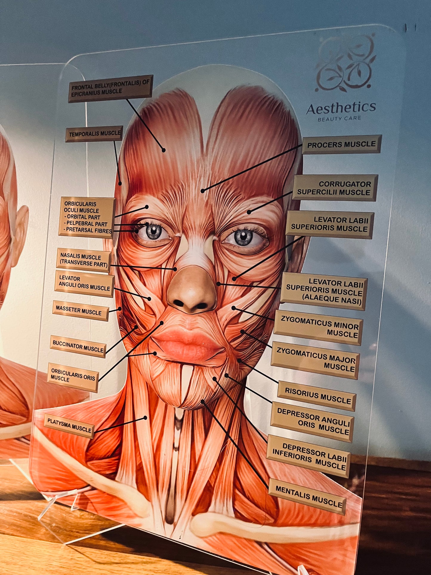 Aesthetics Training Academy / Consultation Facial Anatomy Graphic for Facial Muscles