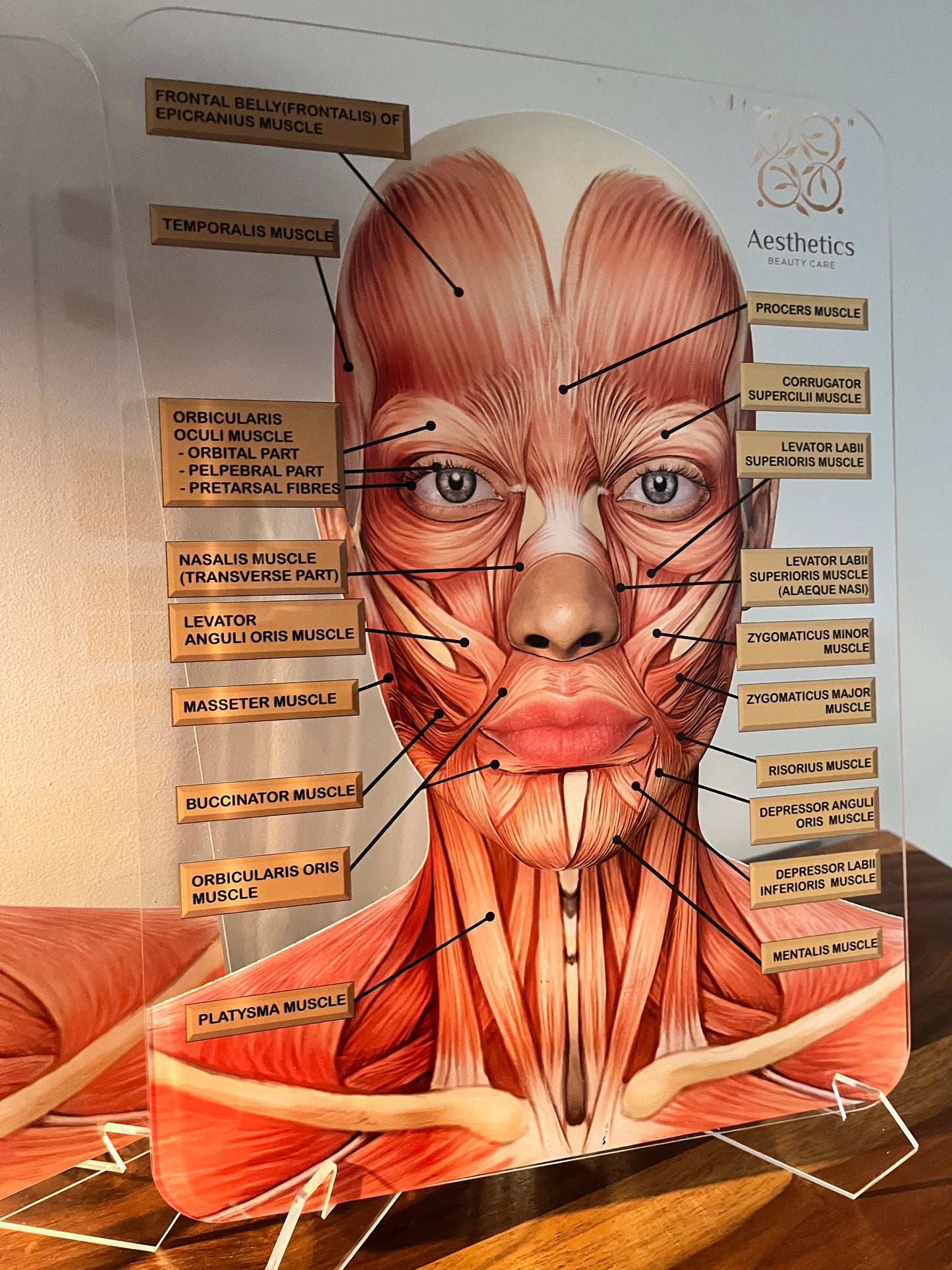 Aesthetics Training Academy / Consultation Facial Anatomy Graphic for Facial Muscles