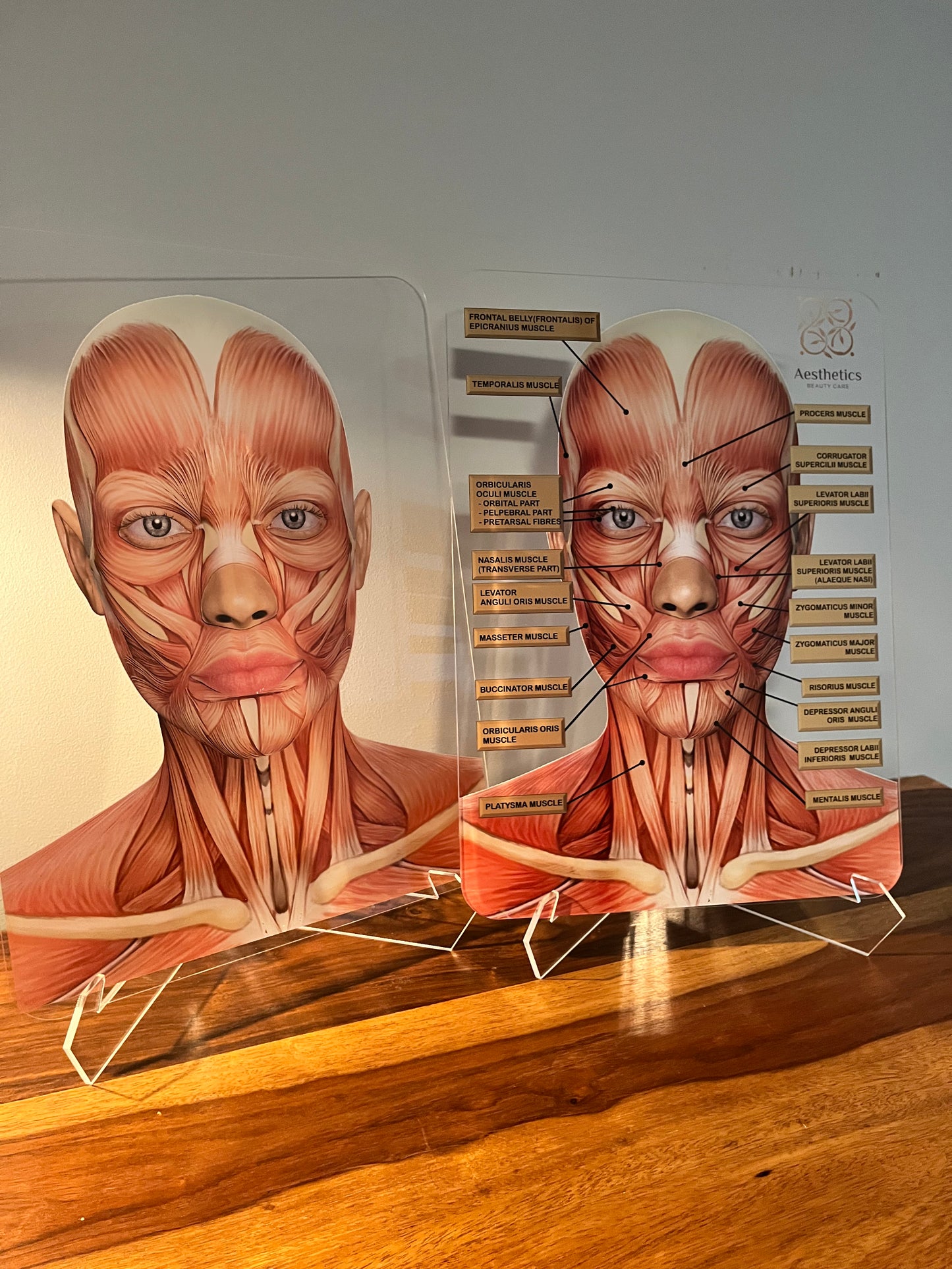 Aesthetics Training Academy / Consultation Facial Anatomy Graphic for Facial Muscles