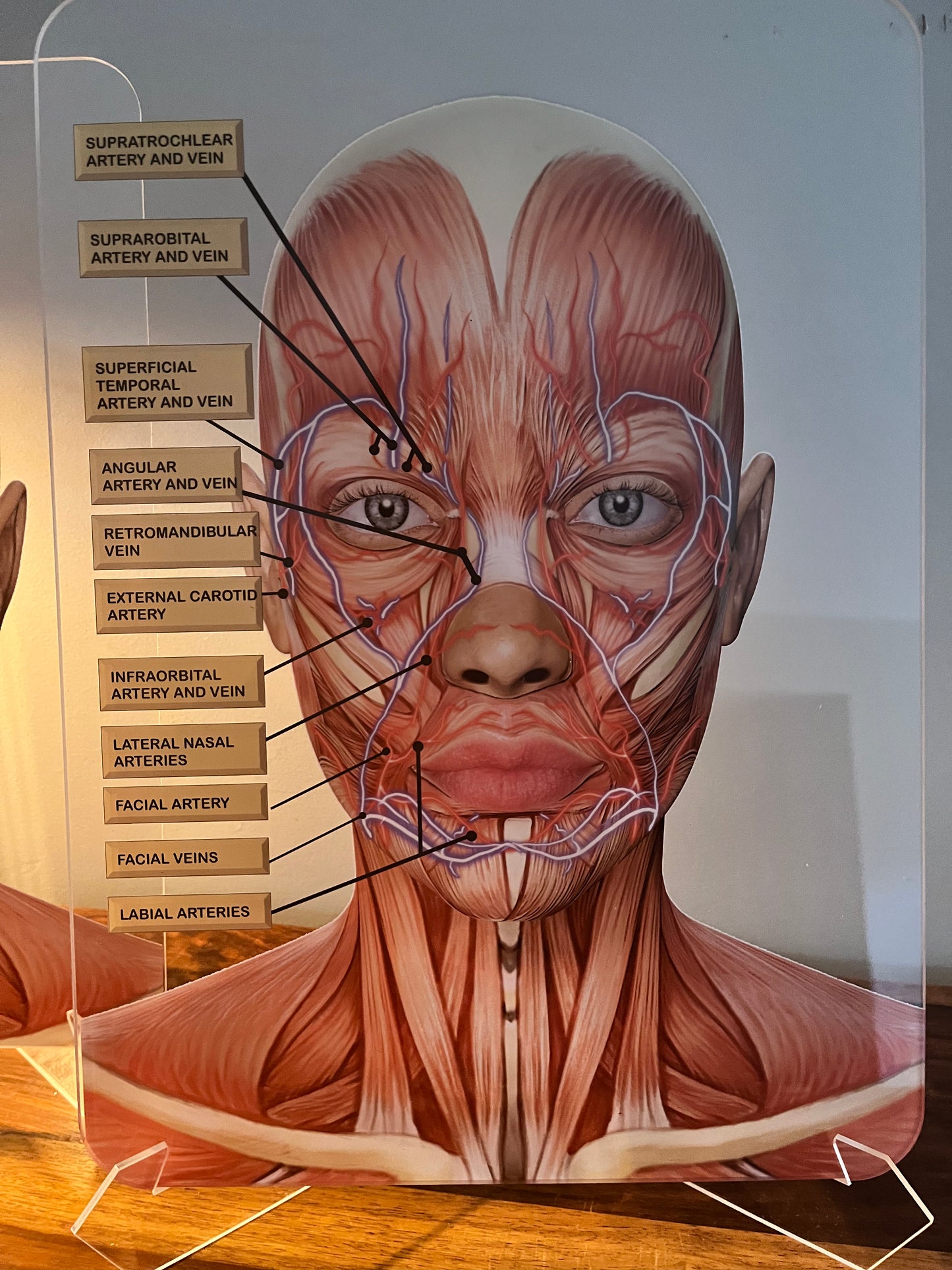 Aesthetics Training Academy / Consultation Facial Anatomy Graphic for Veins And Arteries.  Botox & Filler