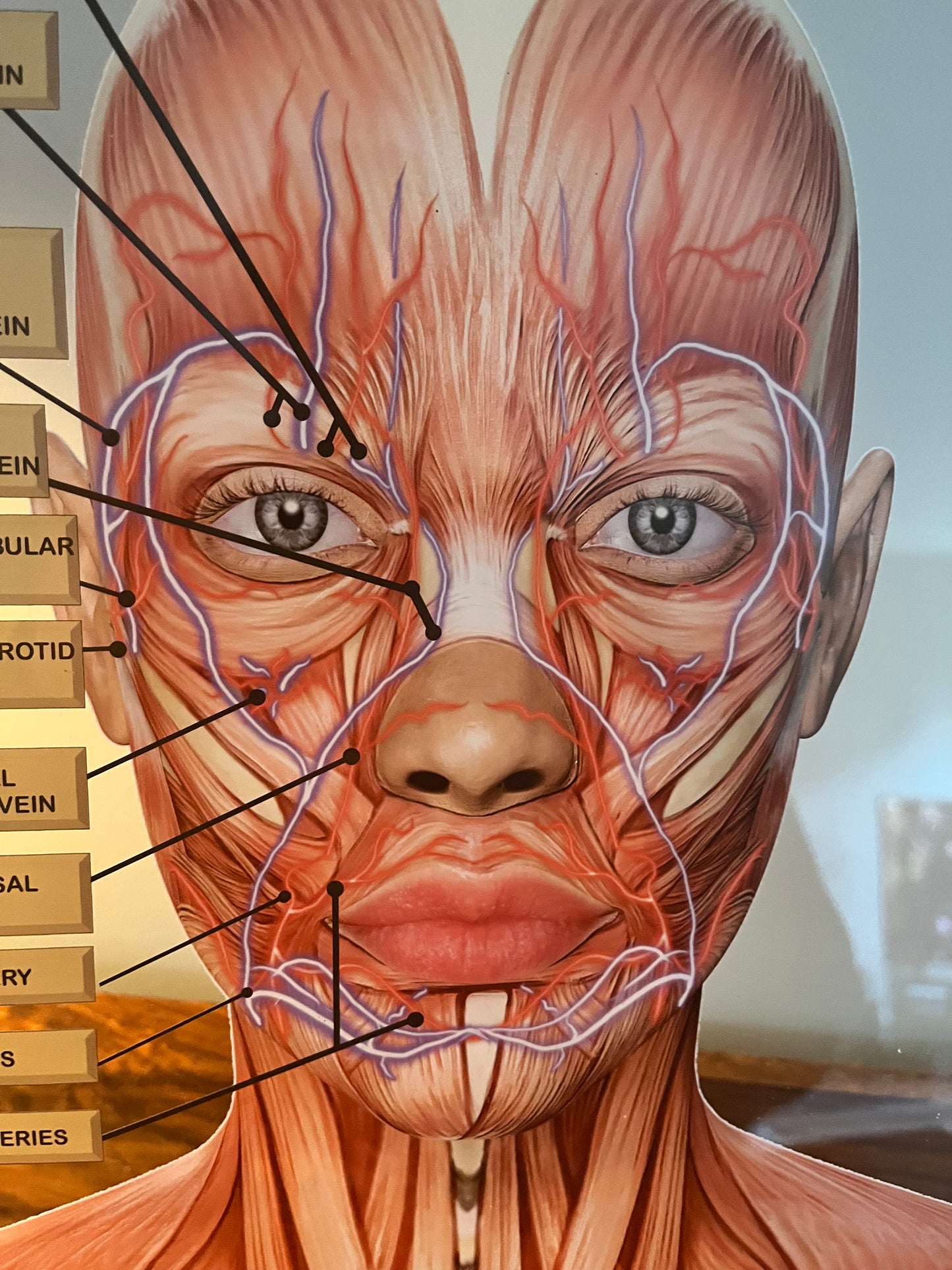 Aesthetics Training Academy / Consultation Facial Anatomy Graphic for Veins And Arteries.  Botox & Filler