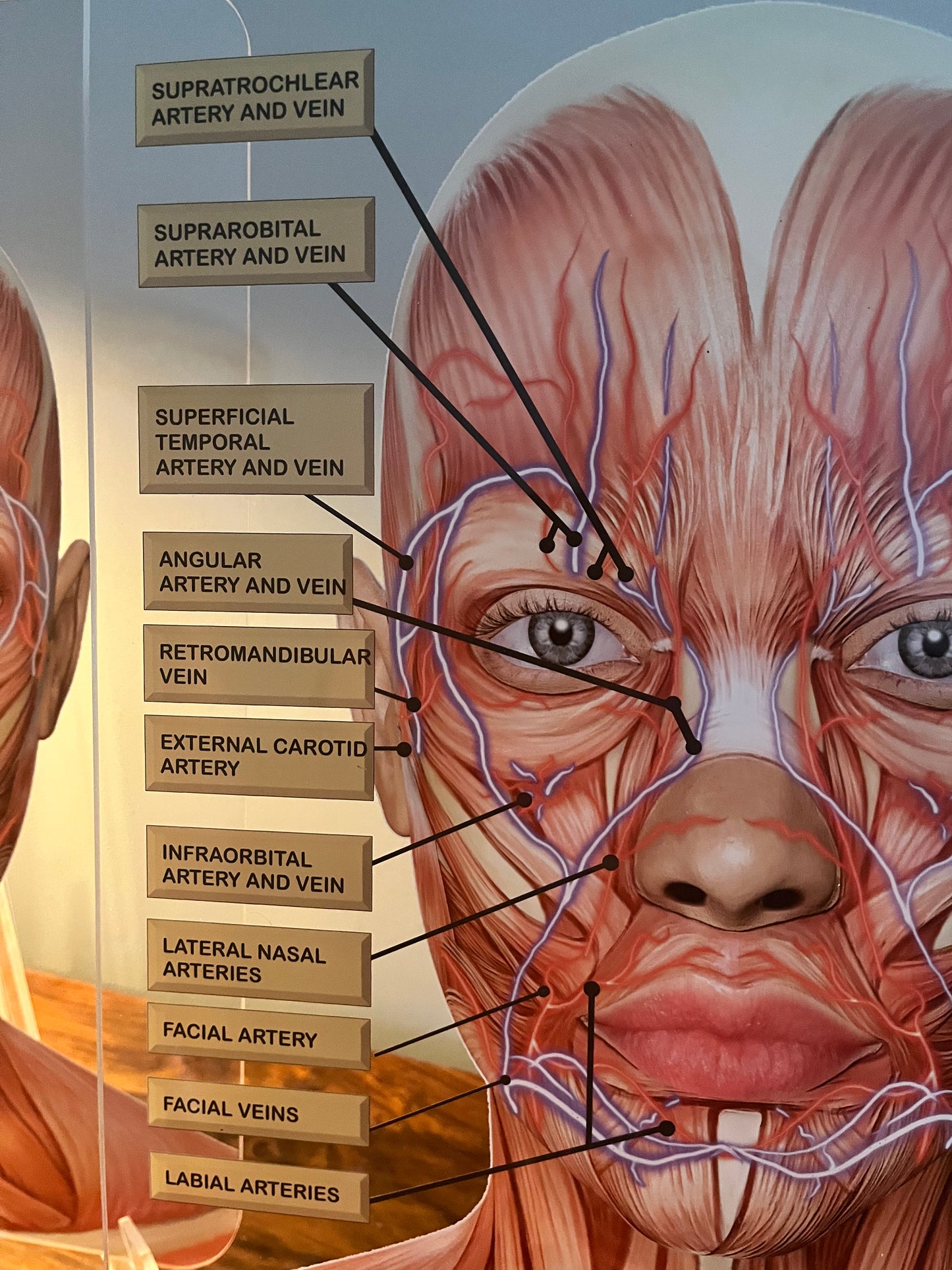 Aesthetics Training Academy / Consultation Facial Anatomy Graphic for Veins And Arteries.  Botox & Filler