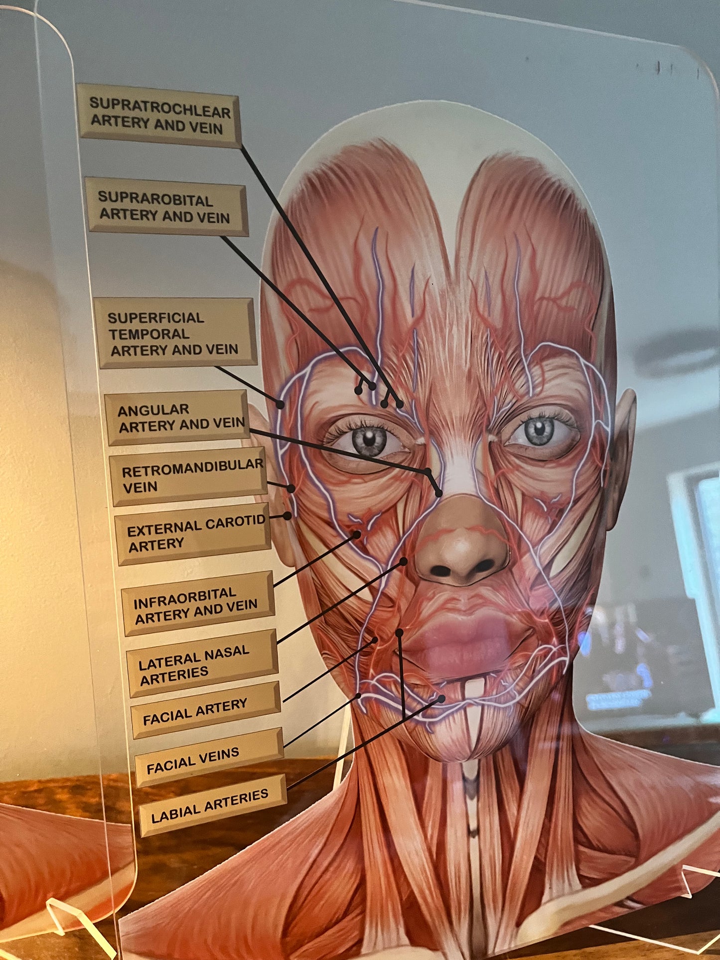 Aesthetics Training Academy / Consultation Facial Anatomy Graphic for Veins And Arteries.  Botox & Filler