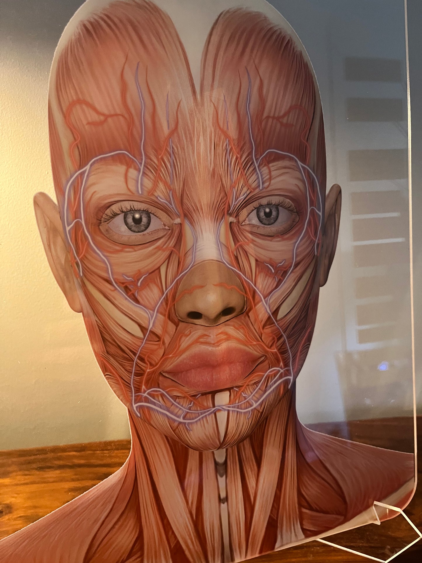 Aesthetics Training Academy / Consultation Facial Anatomy Graphic for Veins And Arteries.  Botox & Filler