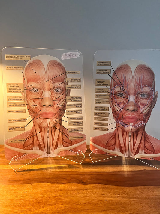 BUNDLE OFFER - Set of 2 - Muscles + Veins & Arteries  - Aesthetics, Consultation Facial Anatomy Graphic.