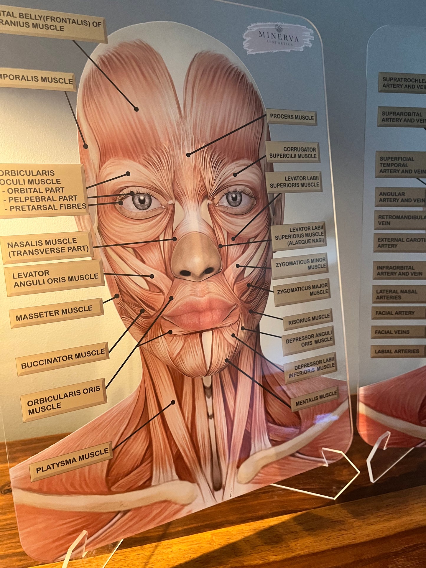 BUNDLE OFFER - Set of 2 - Muscles + Veins & Arteries  - Aesthetics, Consultation Facial Anatomy Graphic.