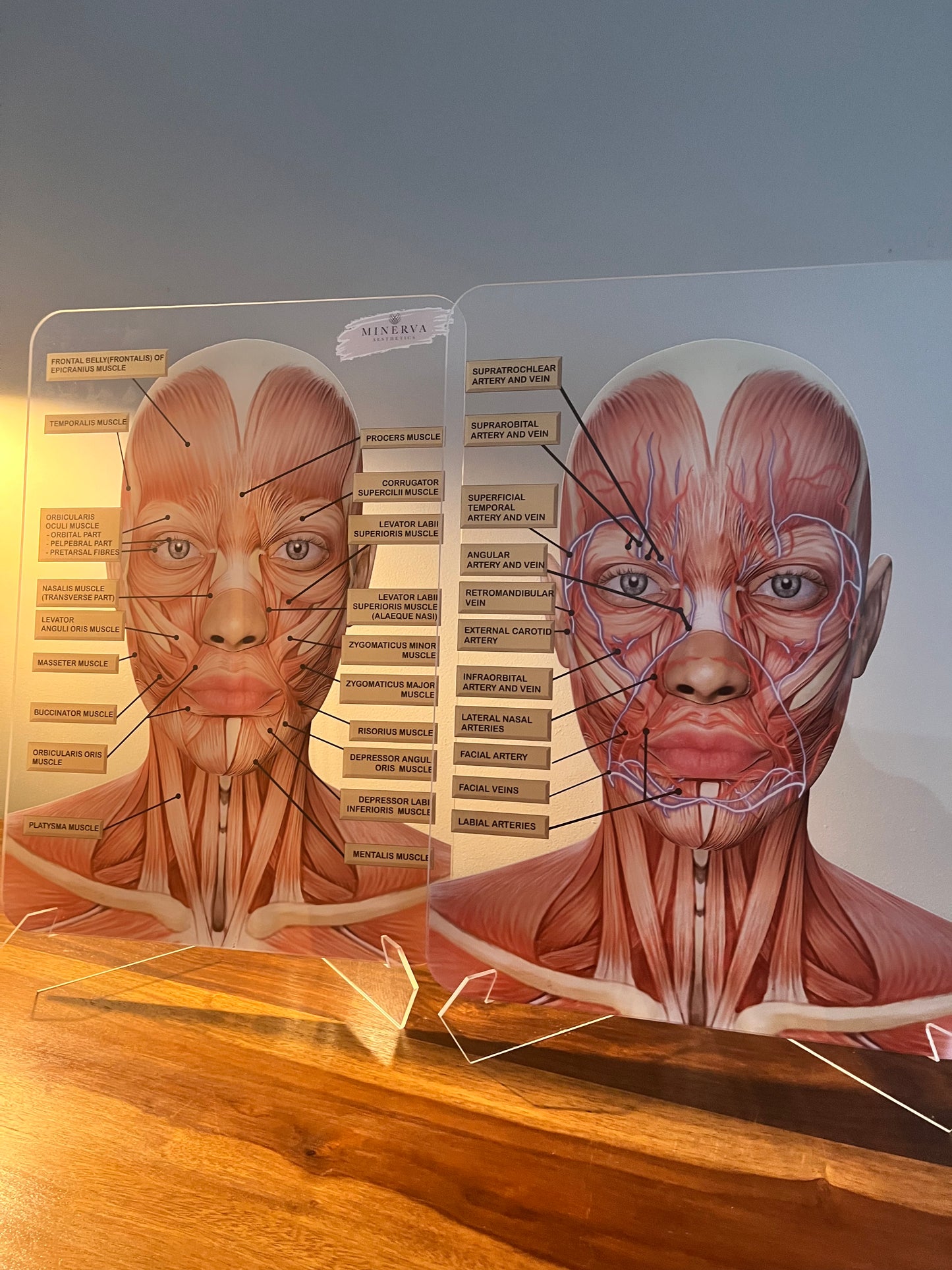 BUNDLE OFFER - Set of 2 - Muscles + Veins & Arteries  - Aesthetics, Consultation Facial Anatomy Graphic.