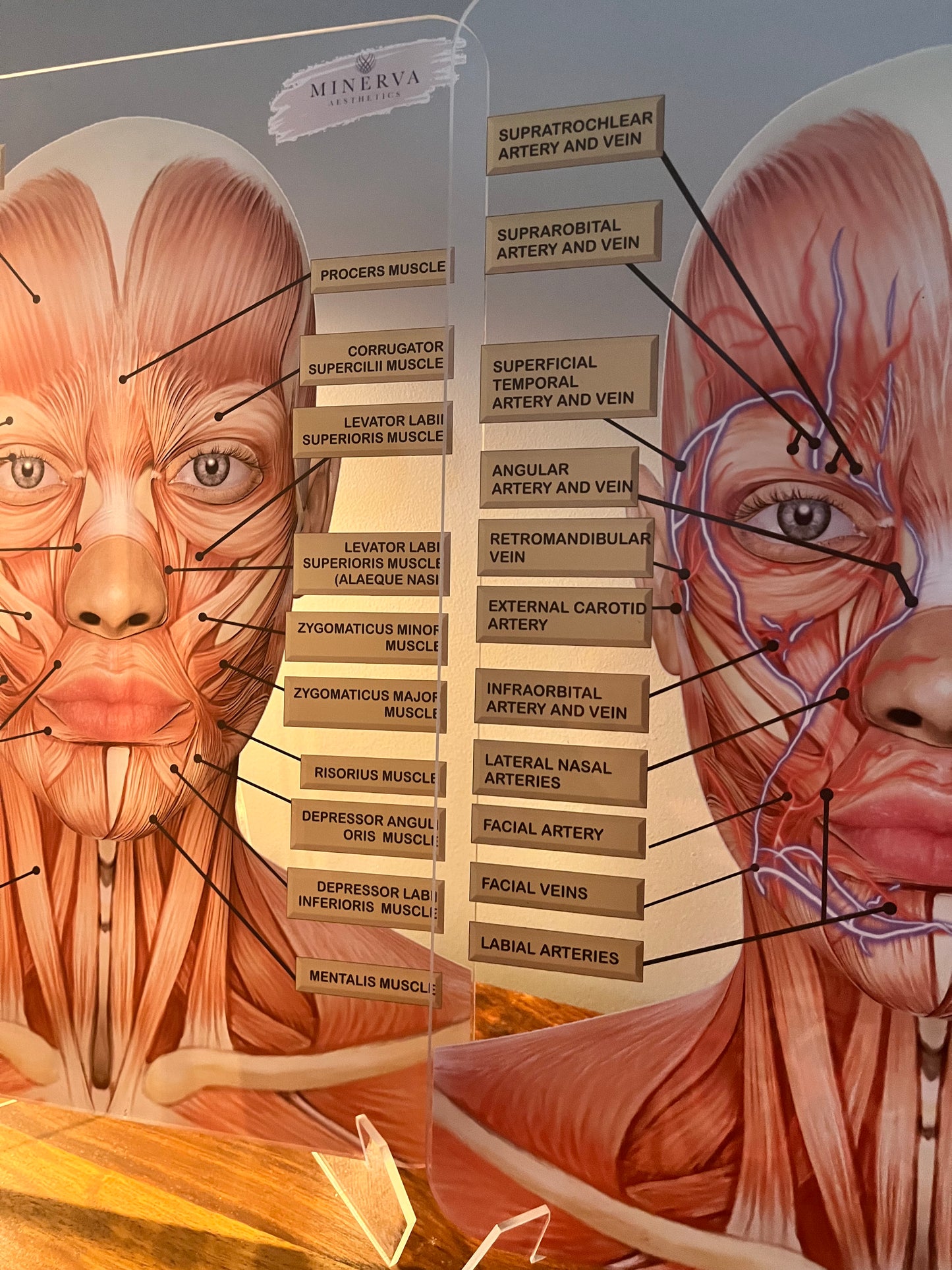 BUNDLE OFFER - Set of 2 - Muscles + Veins & Arteries  - Aesthetics, Consultation Facial Anatomy Graphic.