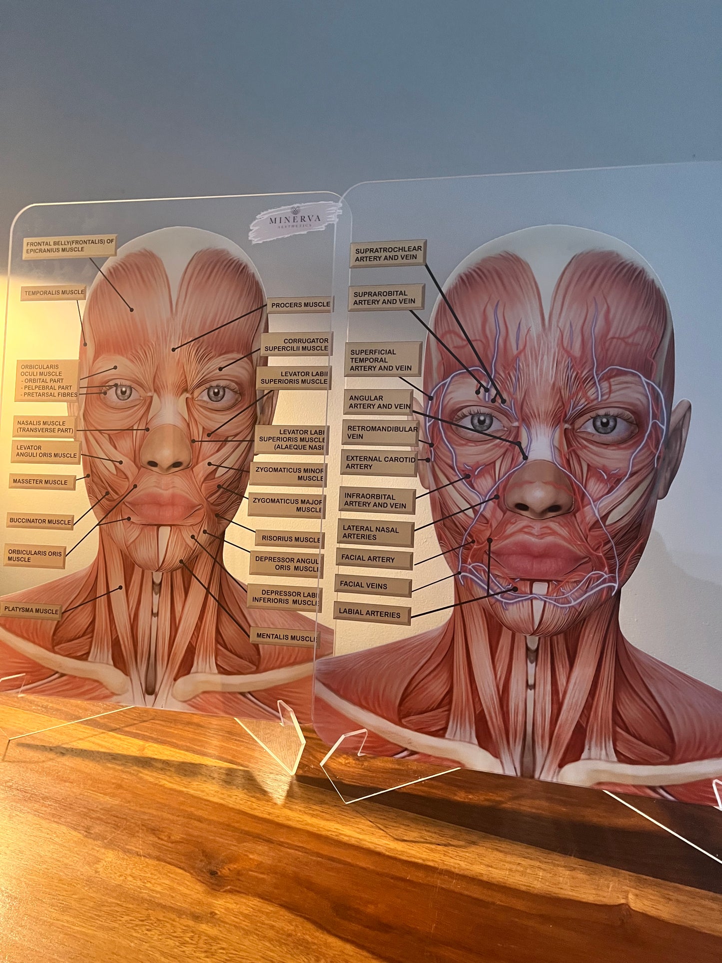 BUNDLE OFFER - Set of 2 - Muscles + Veins & Arteries  - Aesthetics, Consultation Facial Anatomy Graphic.