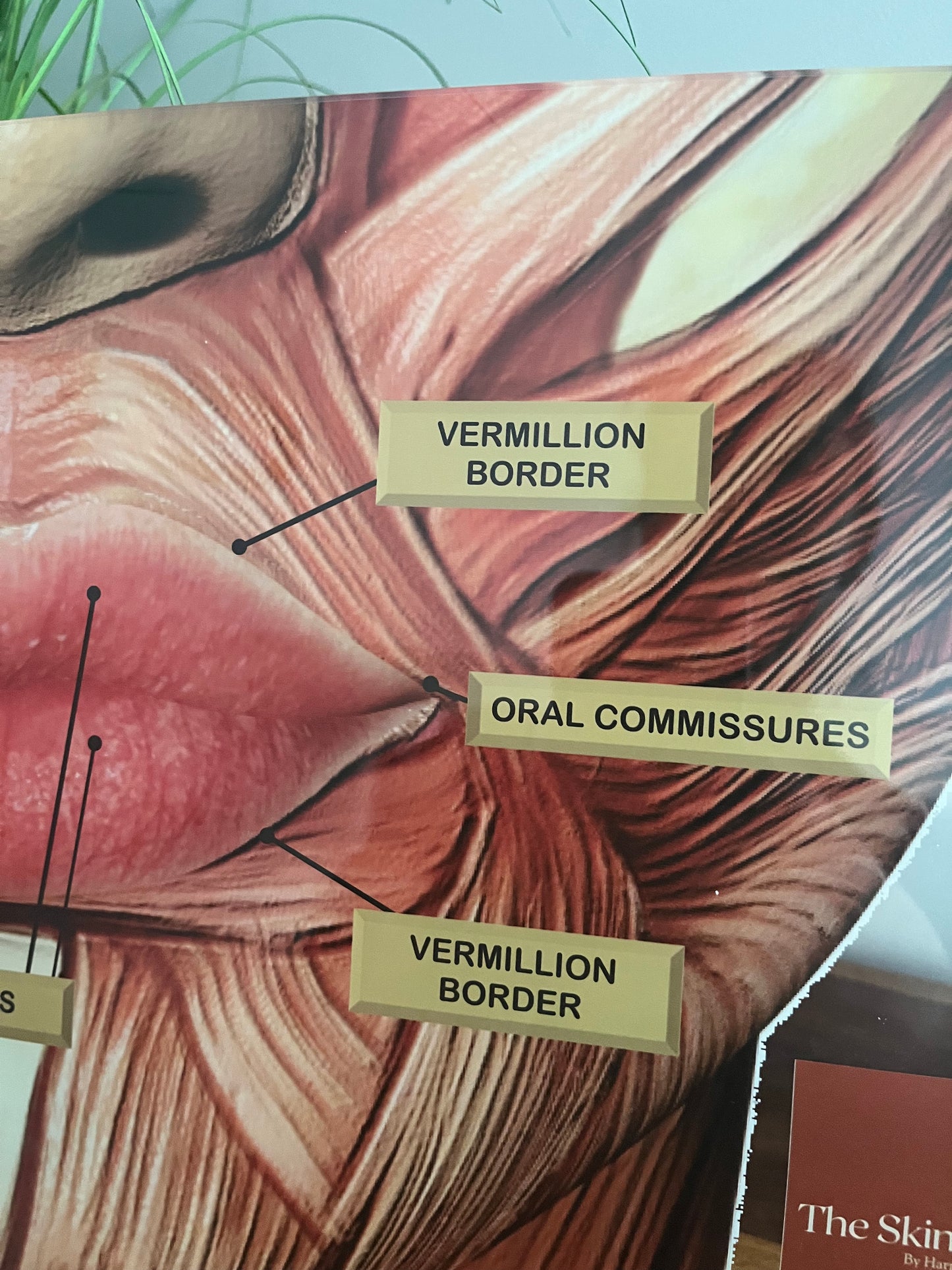 LIP ANATOMY Aesthetics Training Academy / Consultation.  Botox & Filler