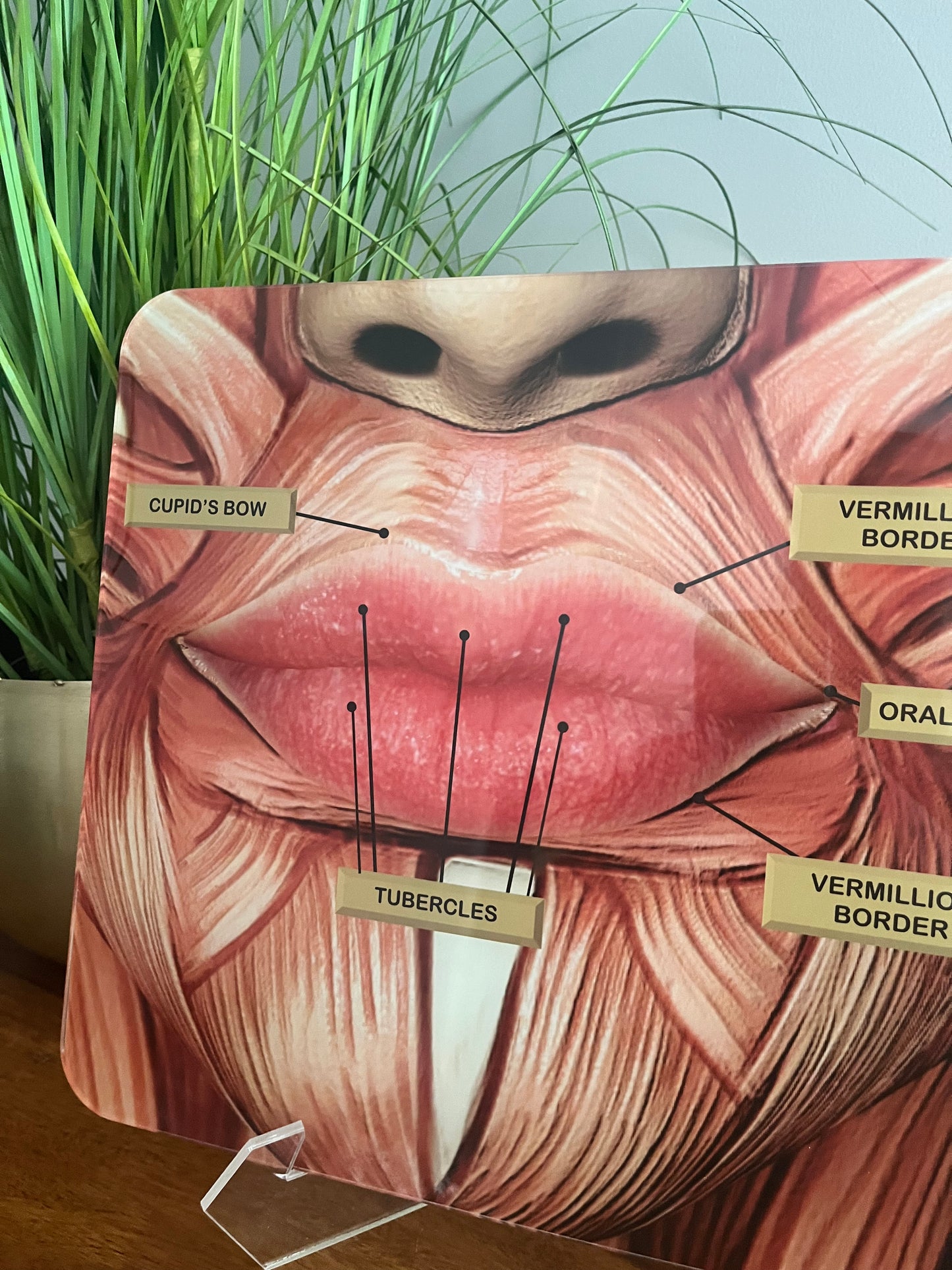 LIP ANATOMY Aesthetics Training Academy / Consultation.  Botox & Filler