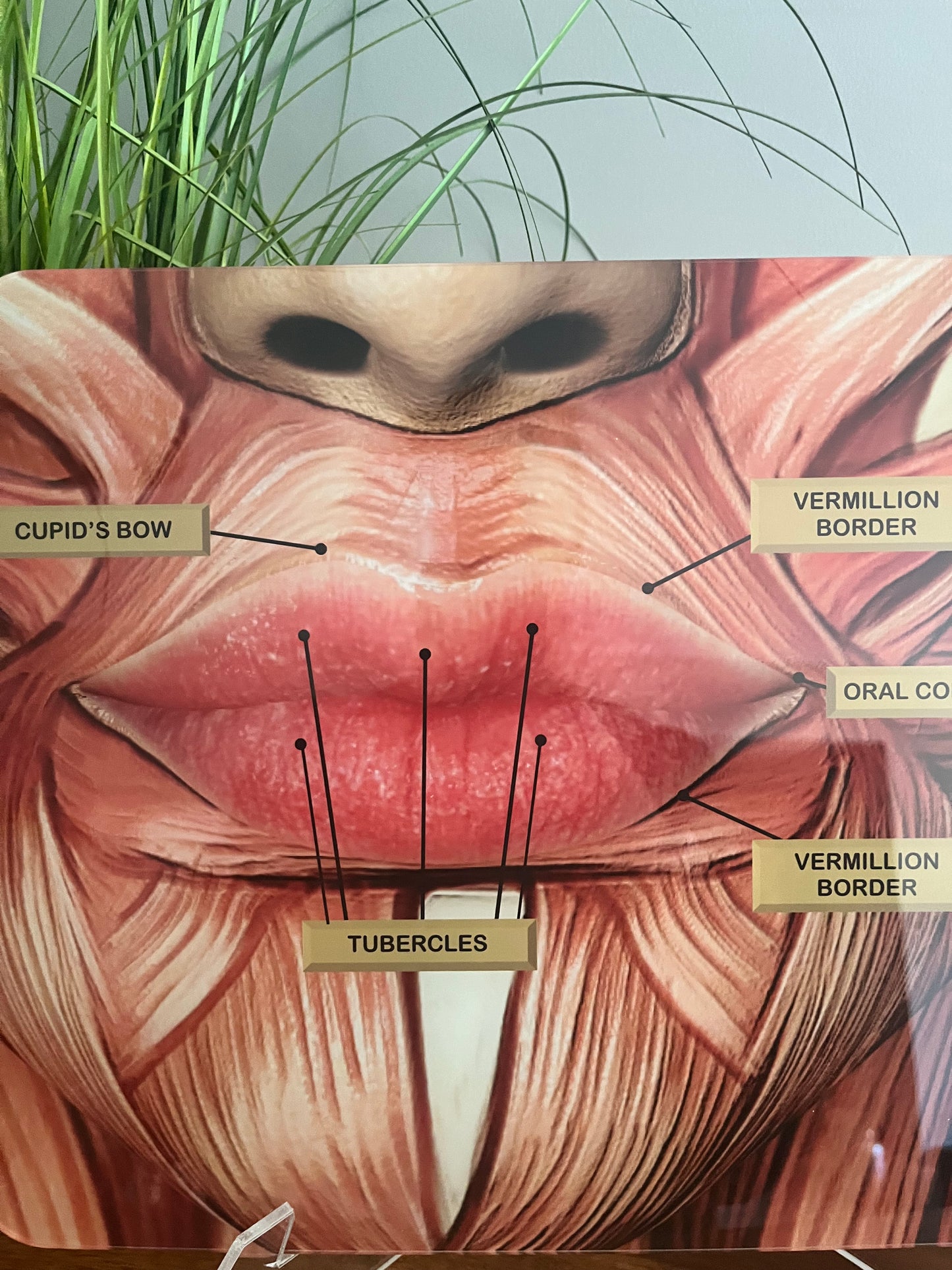 LIP ANATOMY Aesthetics Training Academy / Consultation.  Botox & Filler