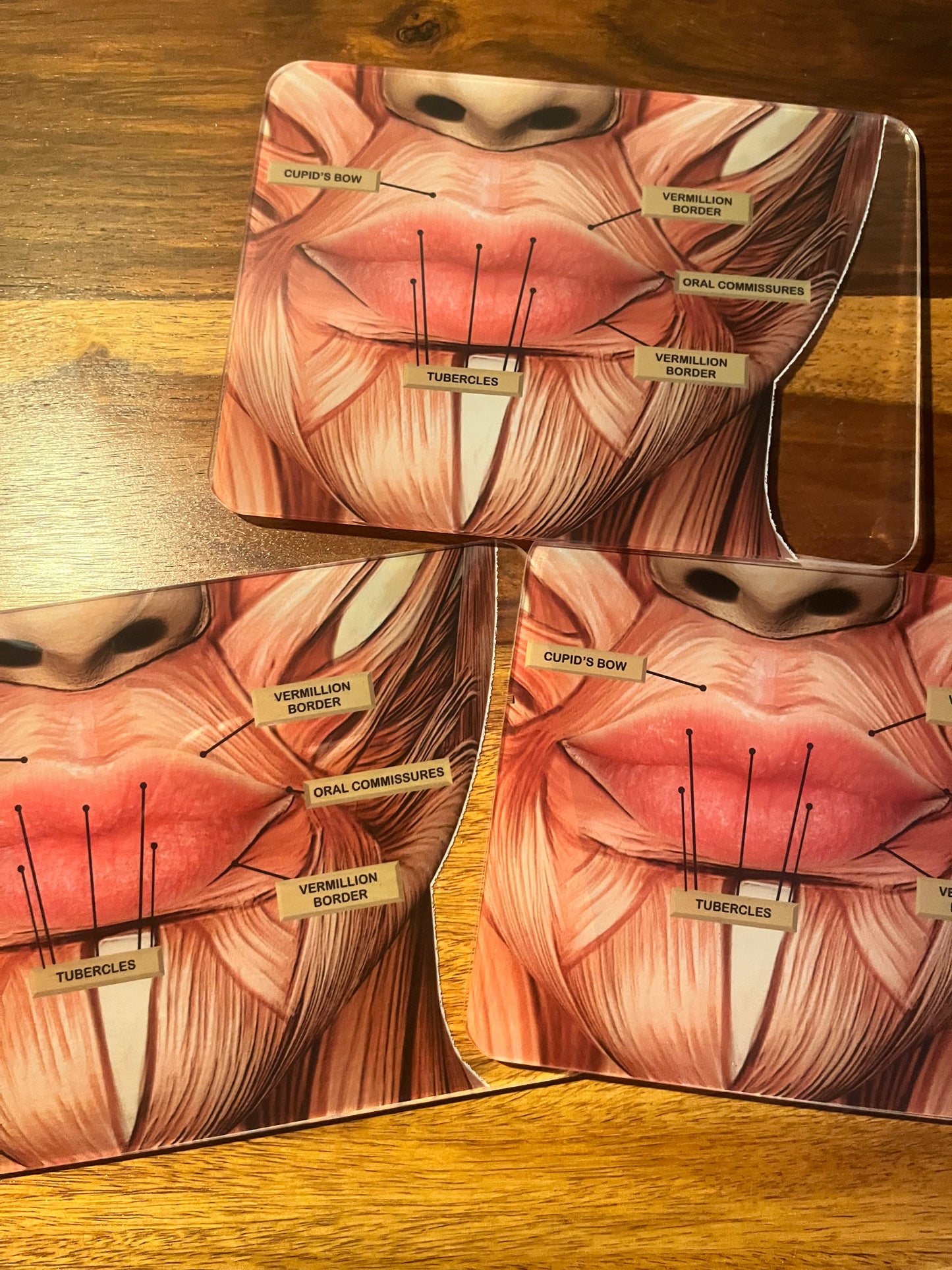 MINI's - Aesthetics Training Academy / Consultation Lip Anatomy Graphic