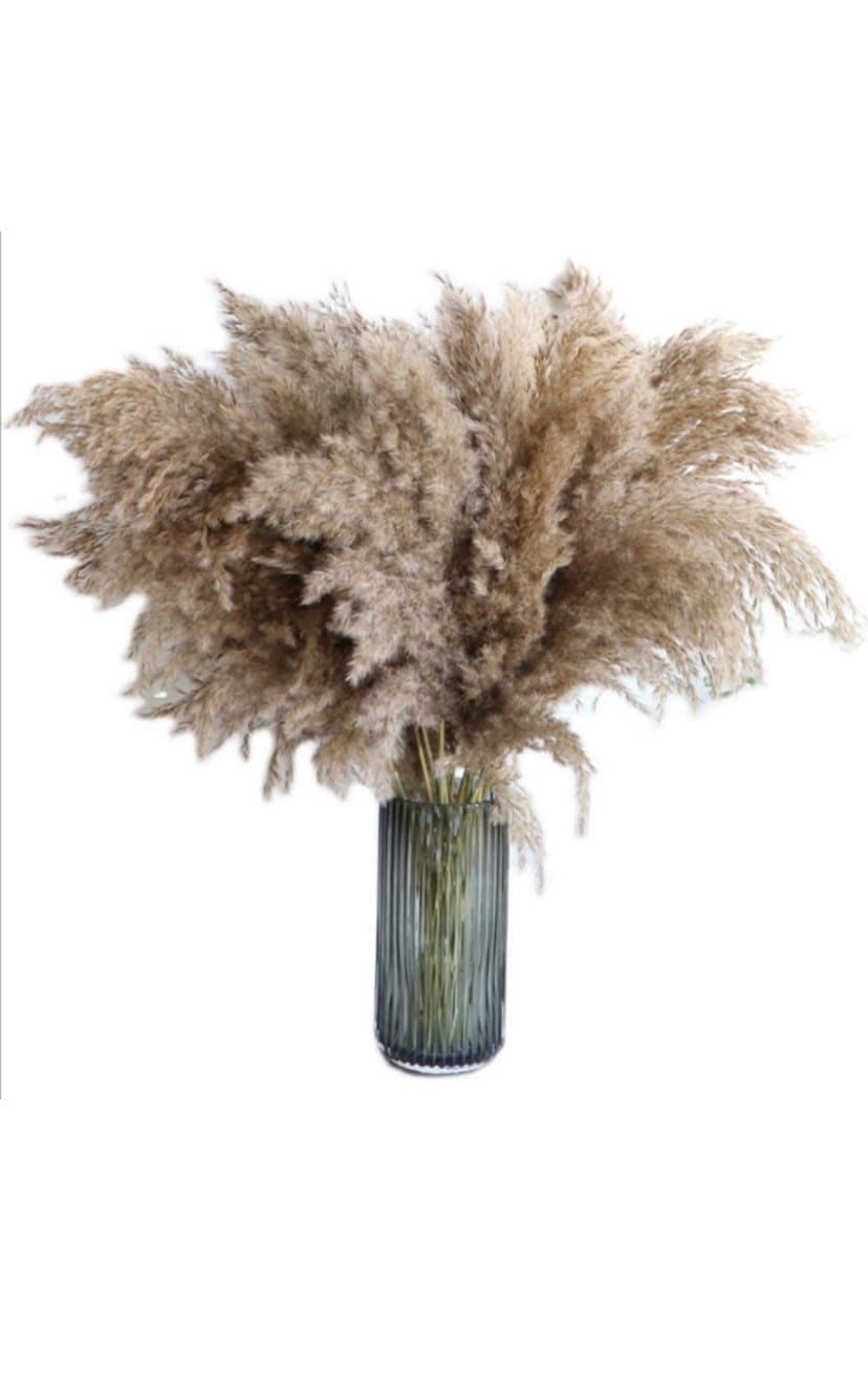 Pampas grass 20 stems  - free postage